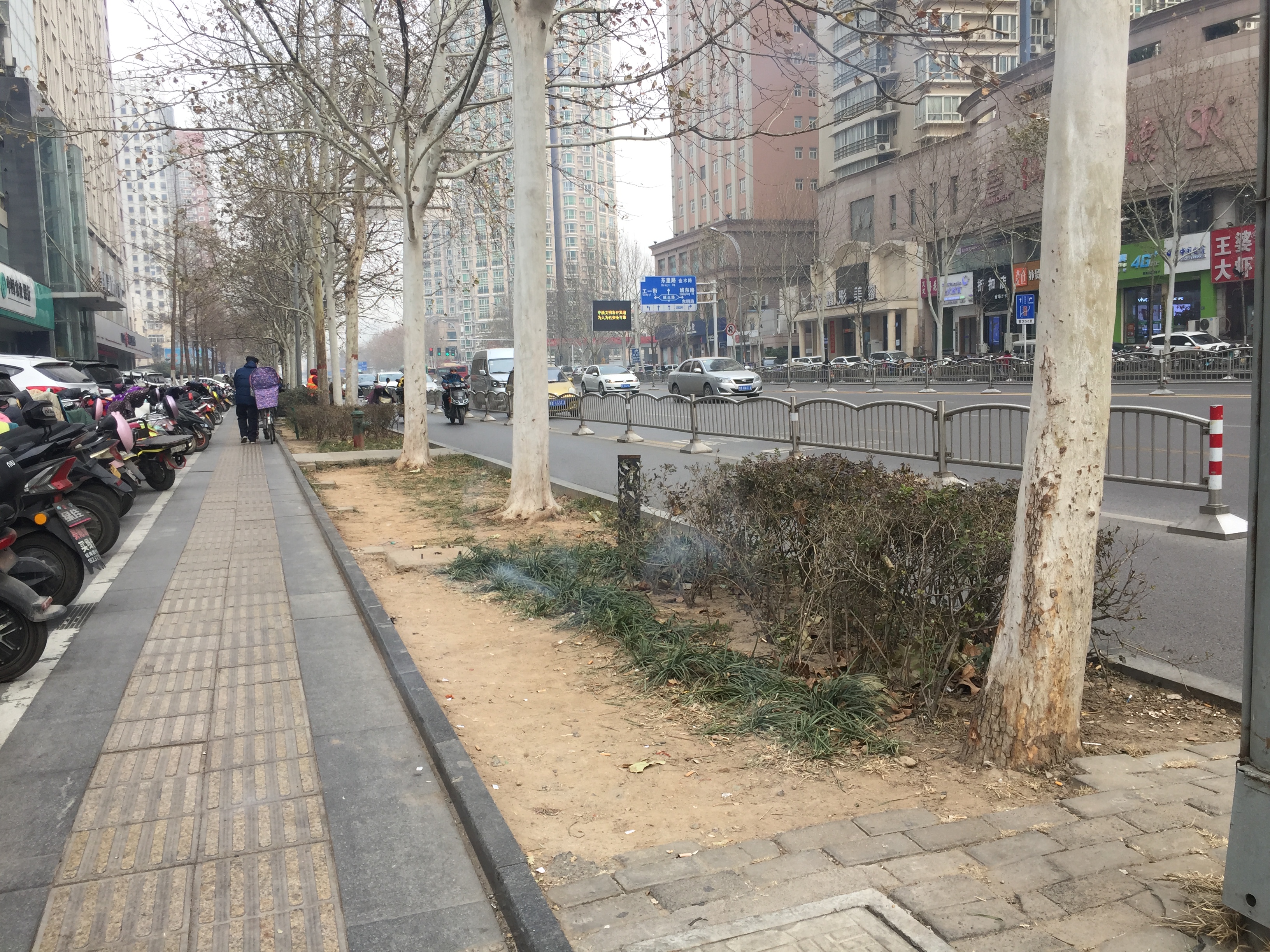 郑州紫荆山路百余米长的绿化带,为何"光秃秃"?