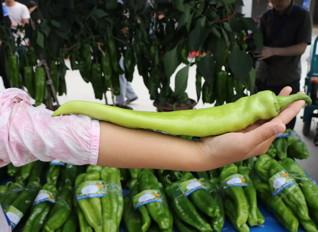 小臂粗的辣椒您见过吗?临颍200多户椒农争夺"辣椒王"