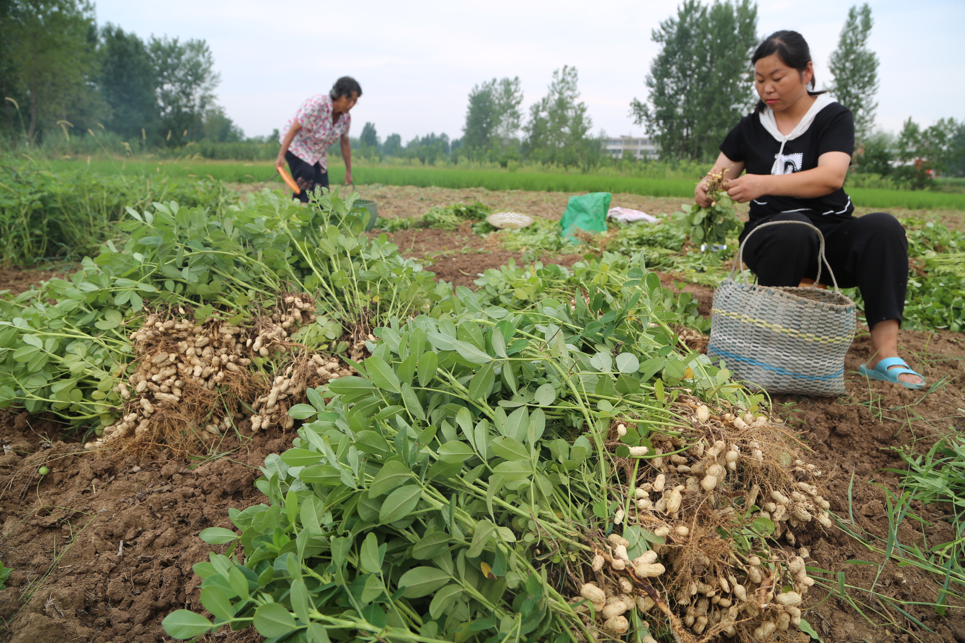 8月14日,赵集镇李岗村村民刘传富家收获花生,预计亩产800多斤.