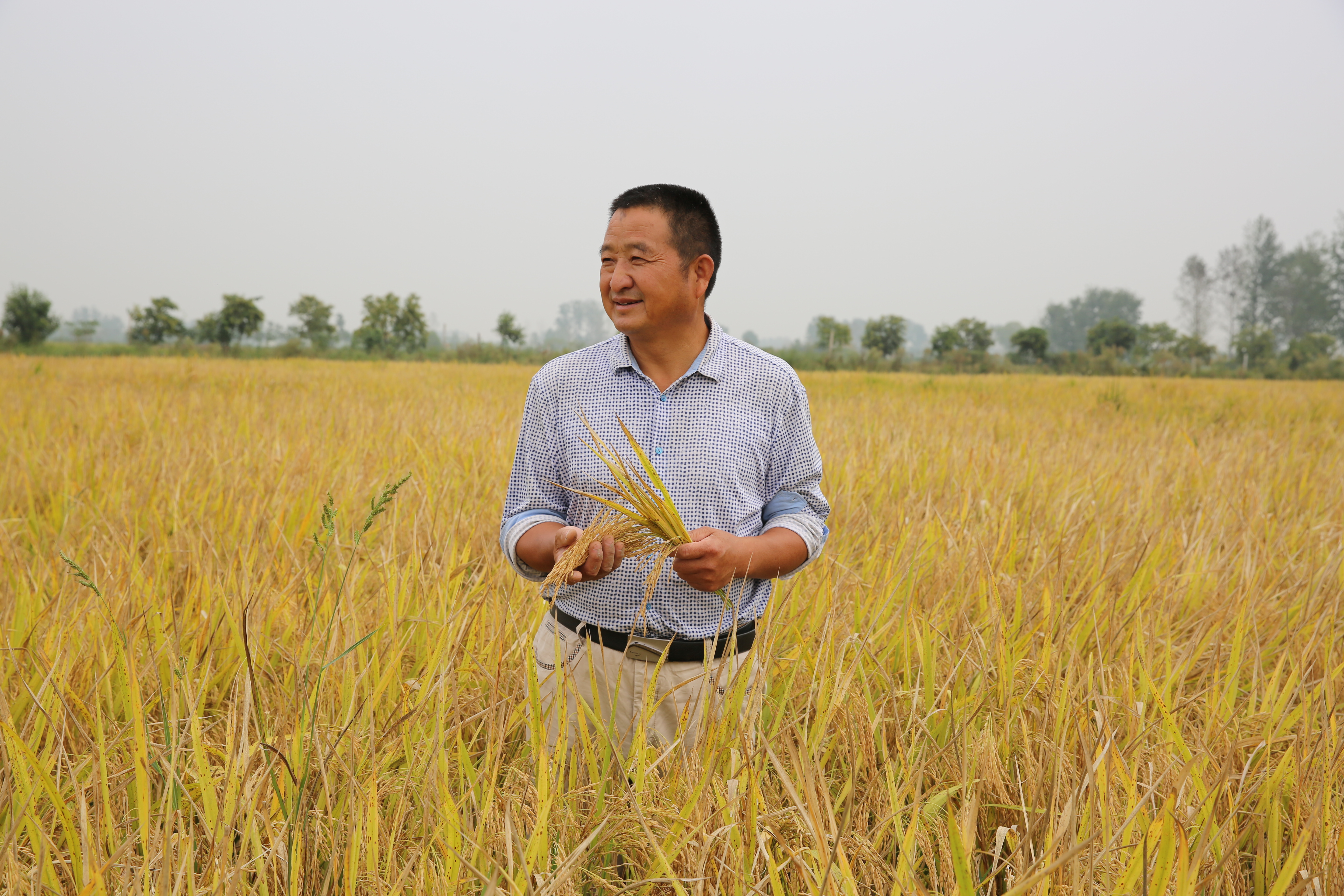 生态稻种植大户张建松 吴禹哲摄"种植紫云英,苕子等绿肥固氮效果很好.