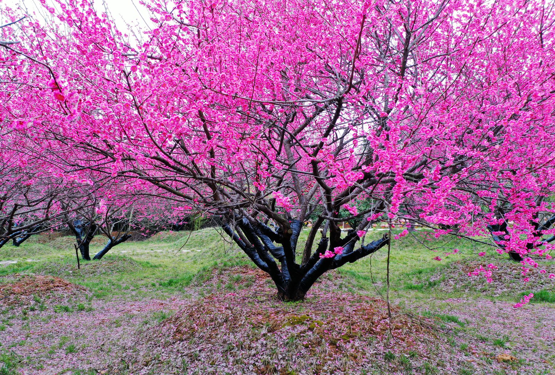 豫见春暖花开联动报道丨万株梅花艳春光嵖岈山温泉小镇邀你云观赏