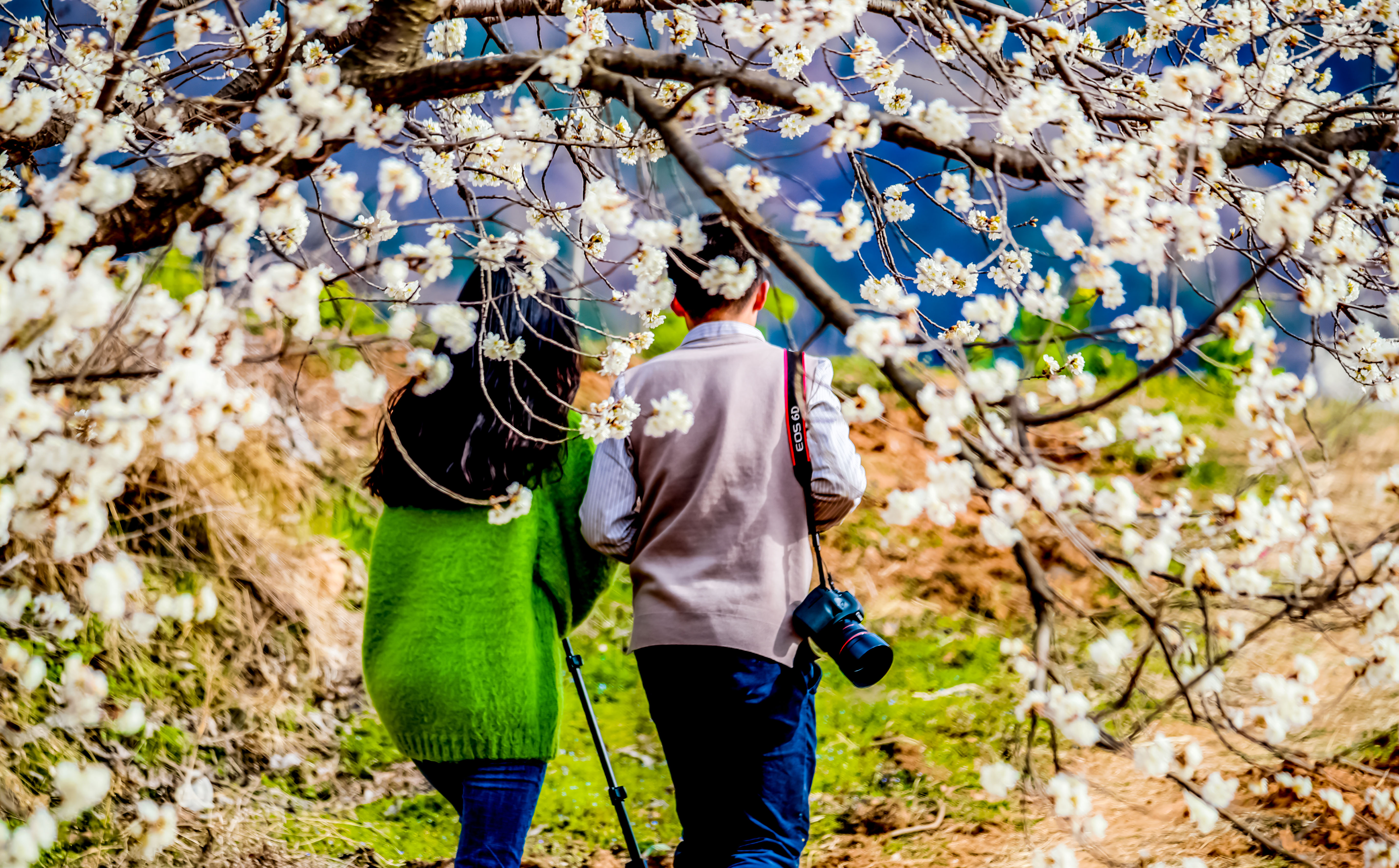 「风景」旅游业复苏探访报道之五丨三门峡：旅行社叫响“家门口的风景最美”