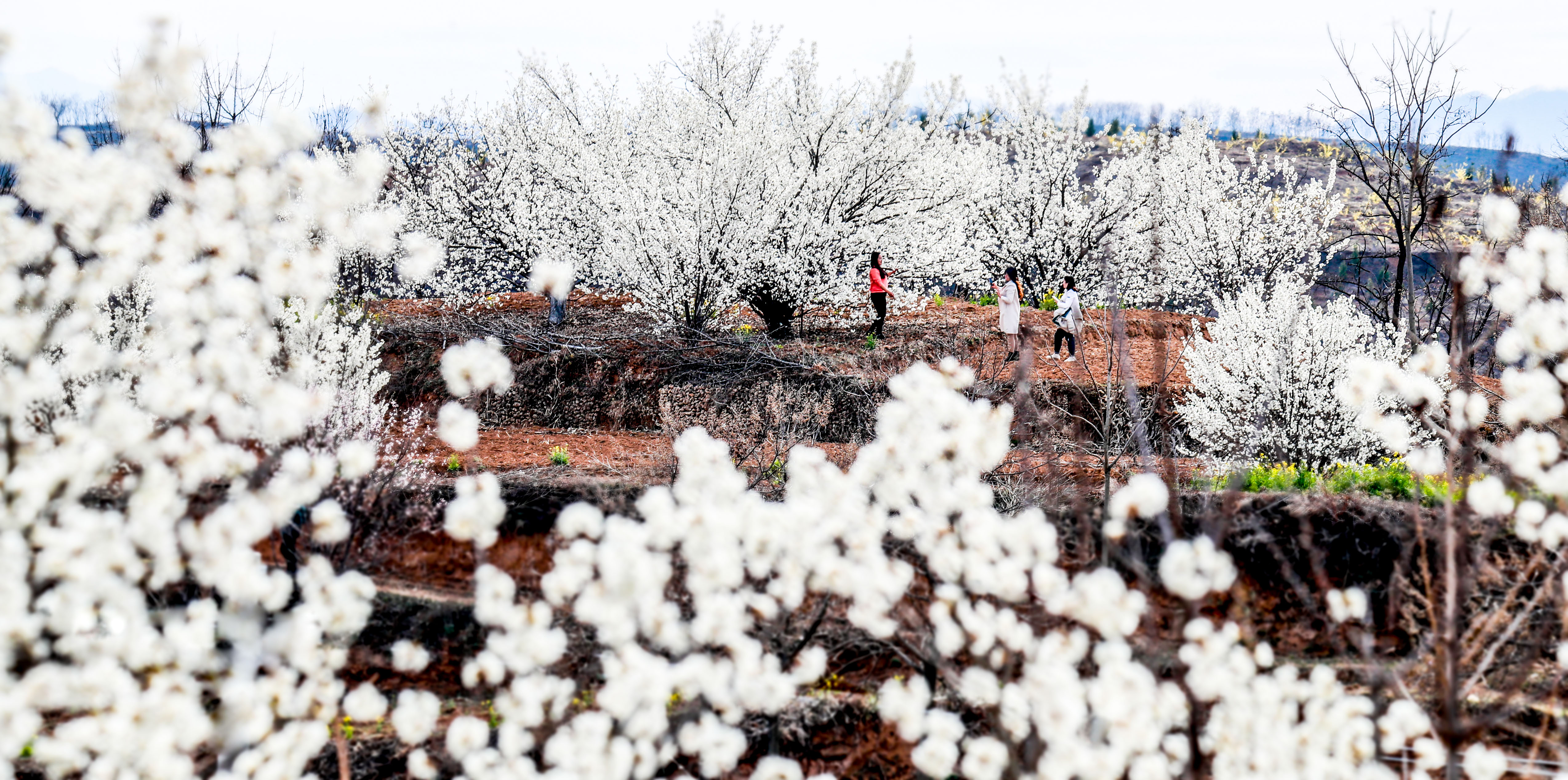 「风景」旅游业复苏探访报道之五丨三门峡：旅行社叫响“家门口的风景最美”