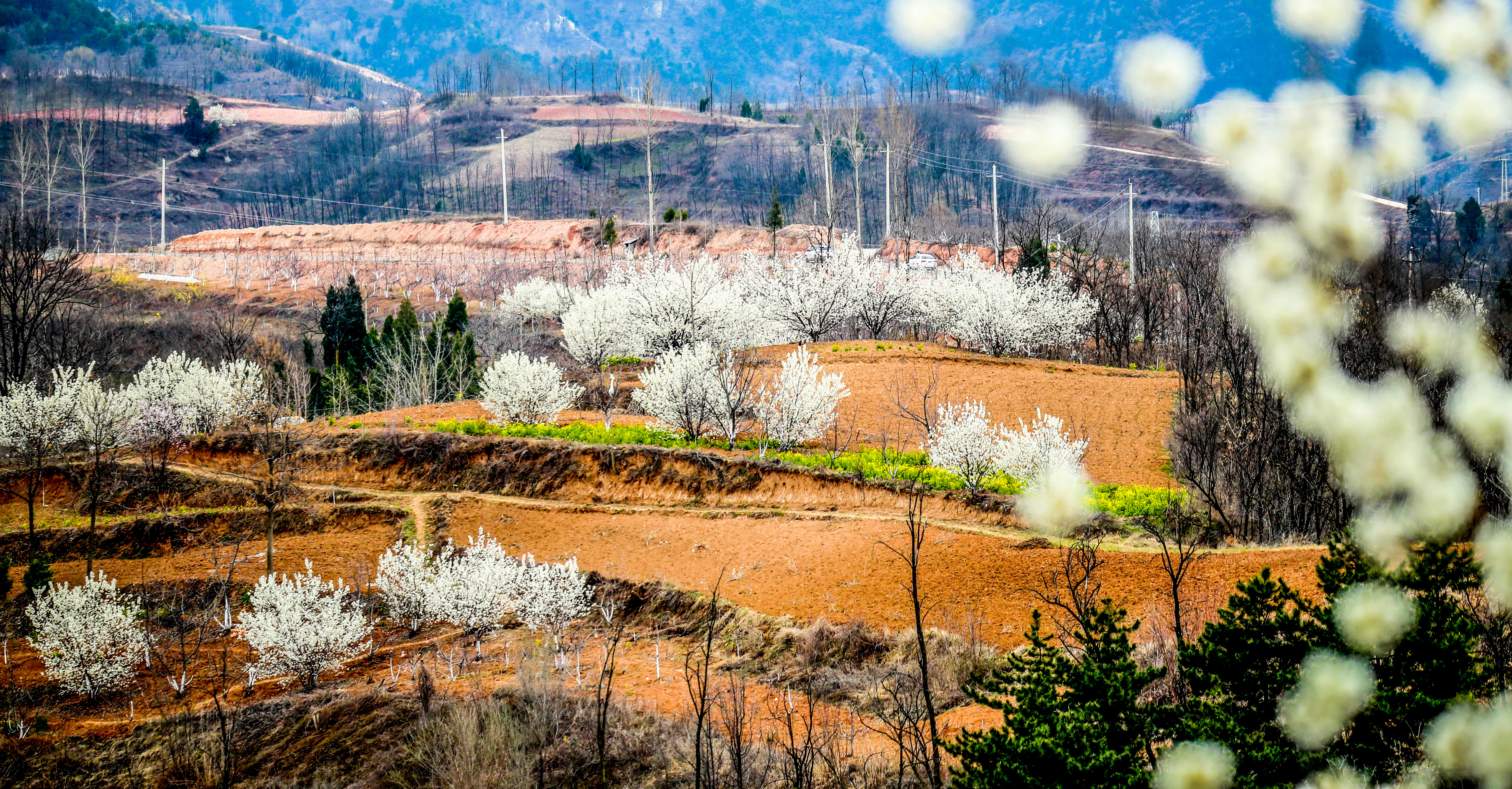 「风景」旅游业复苏探访报道之五丨三门峡：旅行社叫响“家门口的风景最美”