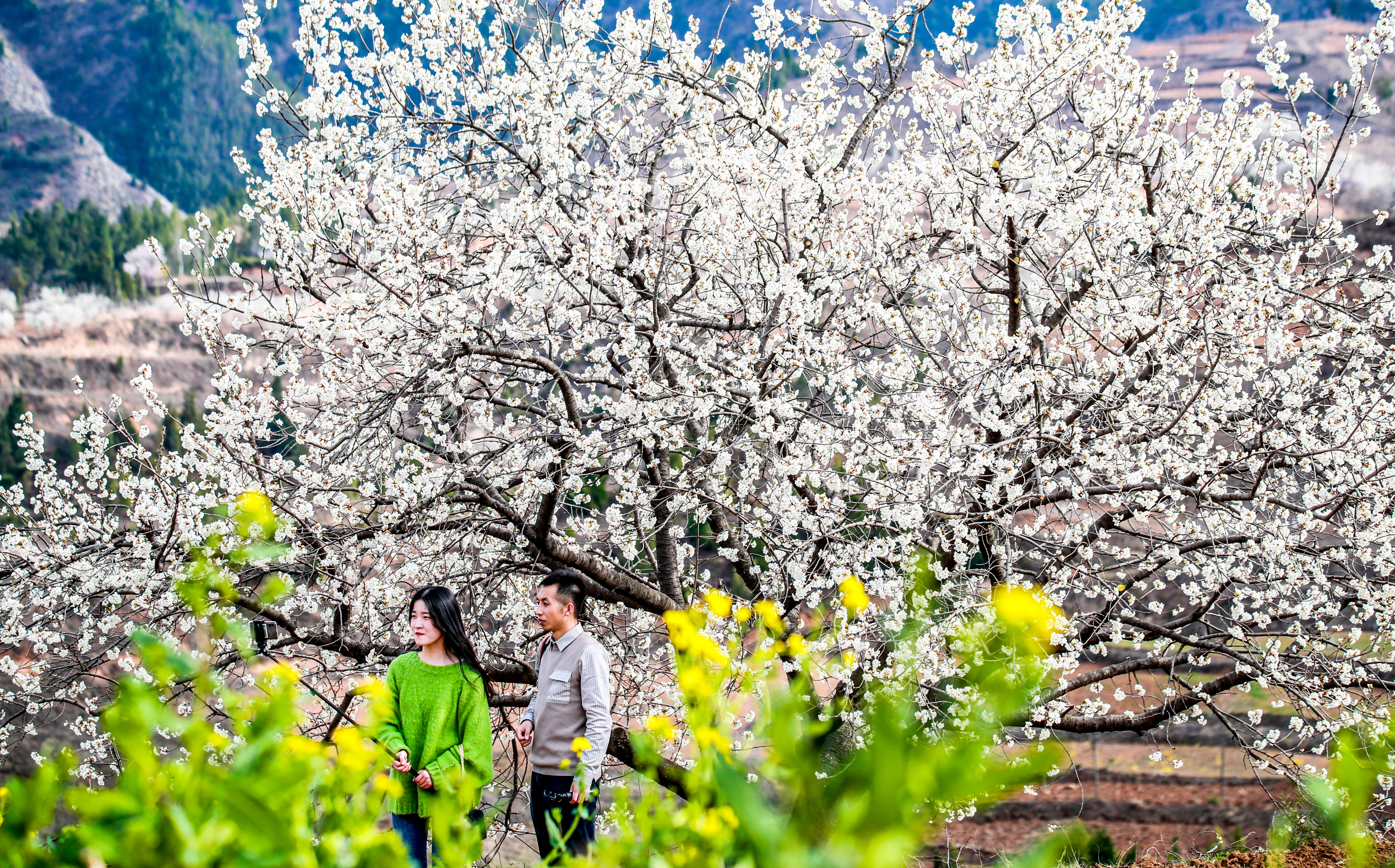 「风景」旅游业复苏探访报道之五丨三门峡：旅行社叫响“家门口的风景最美”