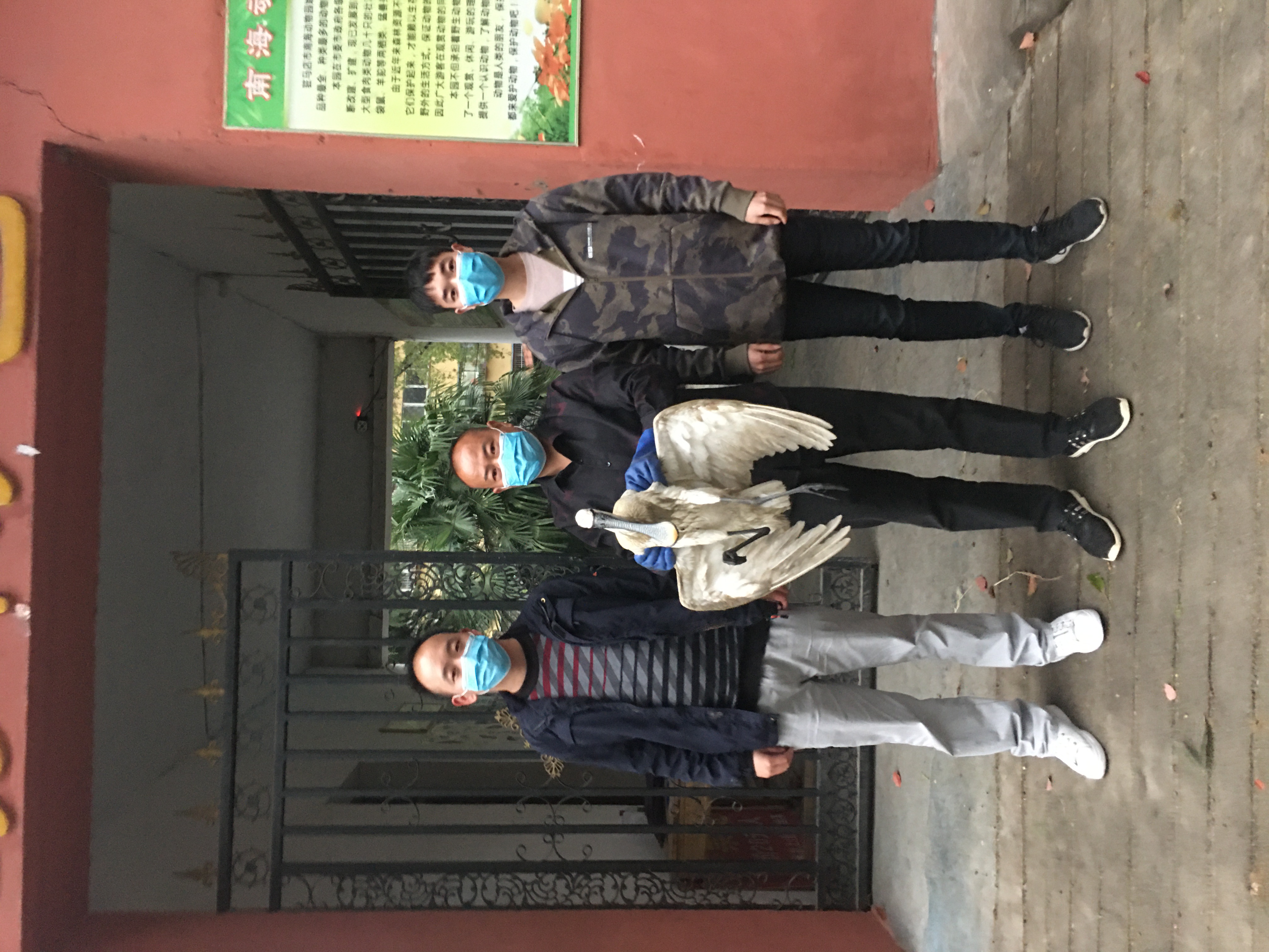 「动物」成功救助两只国家二级重点保护动物——白琵鹭!