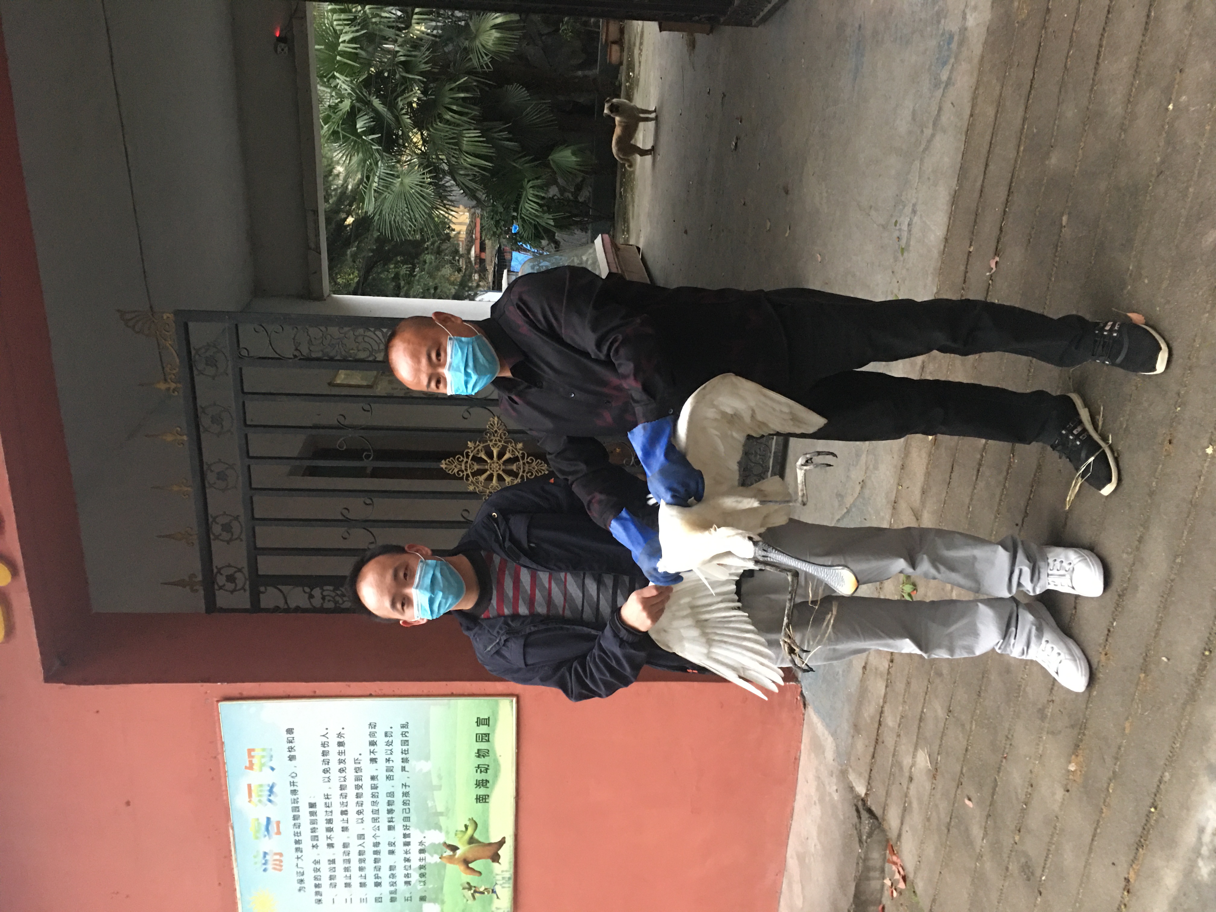 「动物」成功救助两只国家二级重点保护动物——白琵鹭!