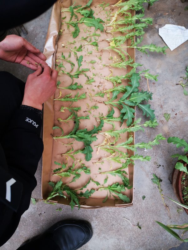 罂粟籽种植盆栽图片
