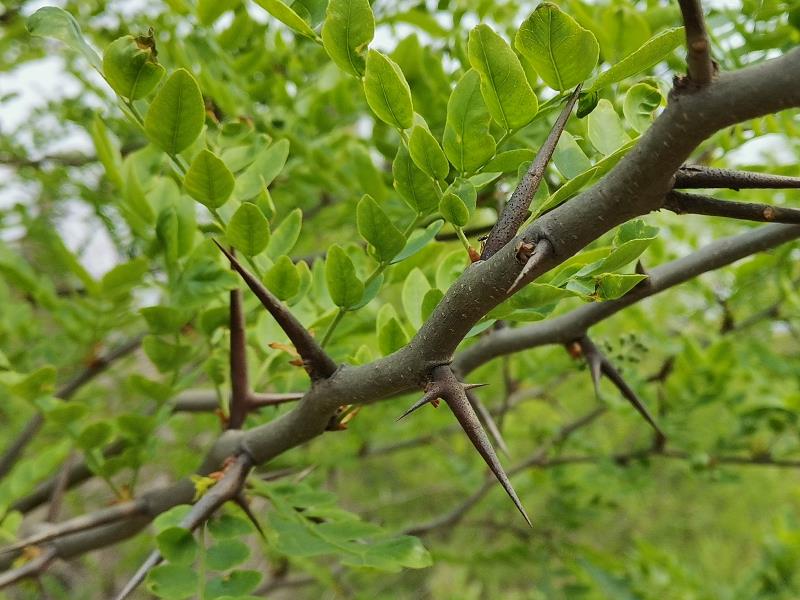 皂刺为皂刺树的枝刺,药用价值极高,同时叶,枝,皮都是不可多得的优良