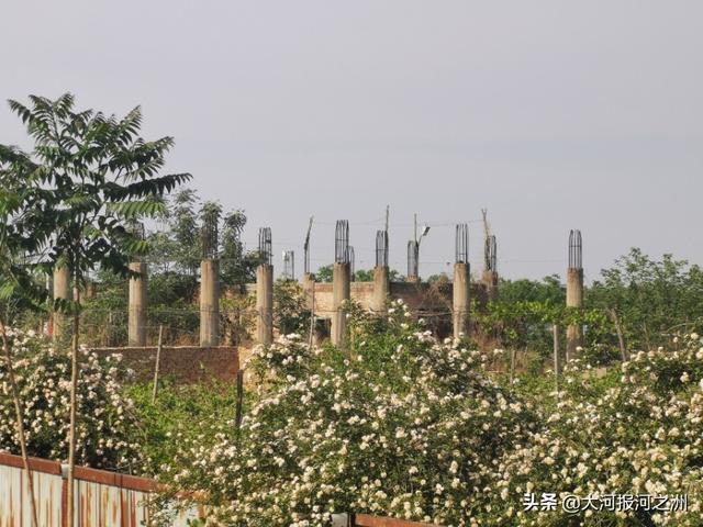 洛阳白居易故居千年后重见天日，保护开发喊了26年仍是撂荒地，过程一波三折太唏嘘