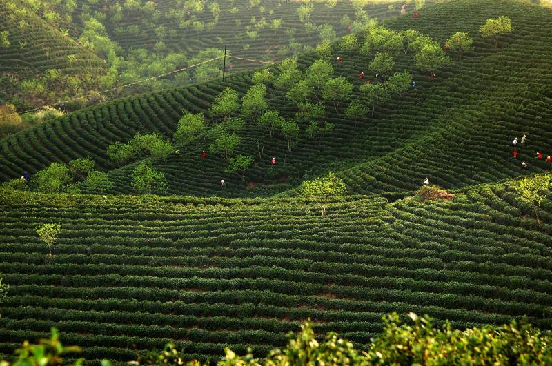 茶山春色浓 浉河区委宣传部/供图