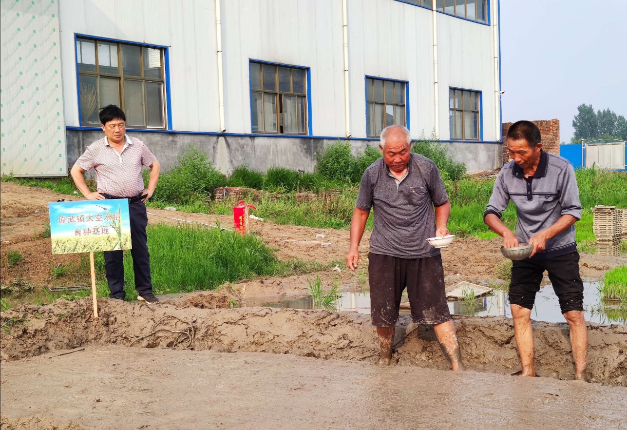 太空种子奥利给！“太空种子”扎根平原示范区，开启稻米产业新征程