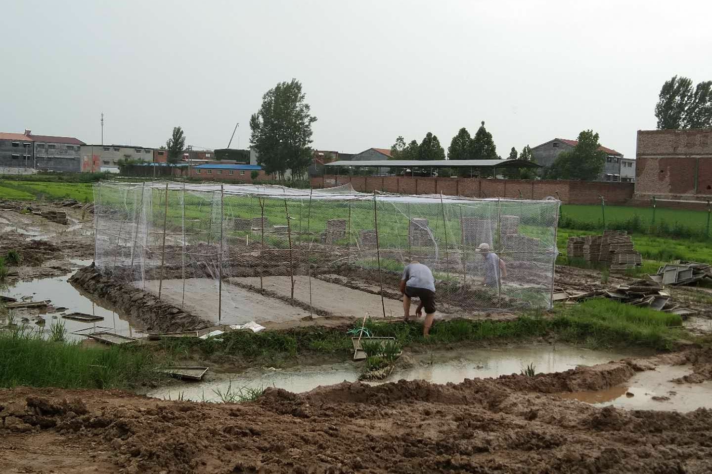 太空种子奥利给！“太空种子”扎根平原示范区，开启稻米产业新征程