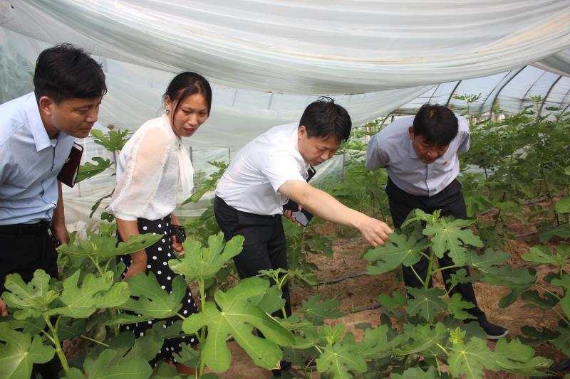 通许县委书记李丹到厉庄乡调研扶贫攻坚,产业发展