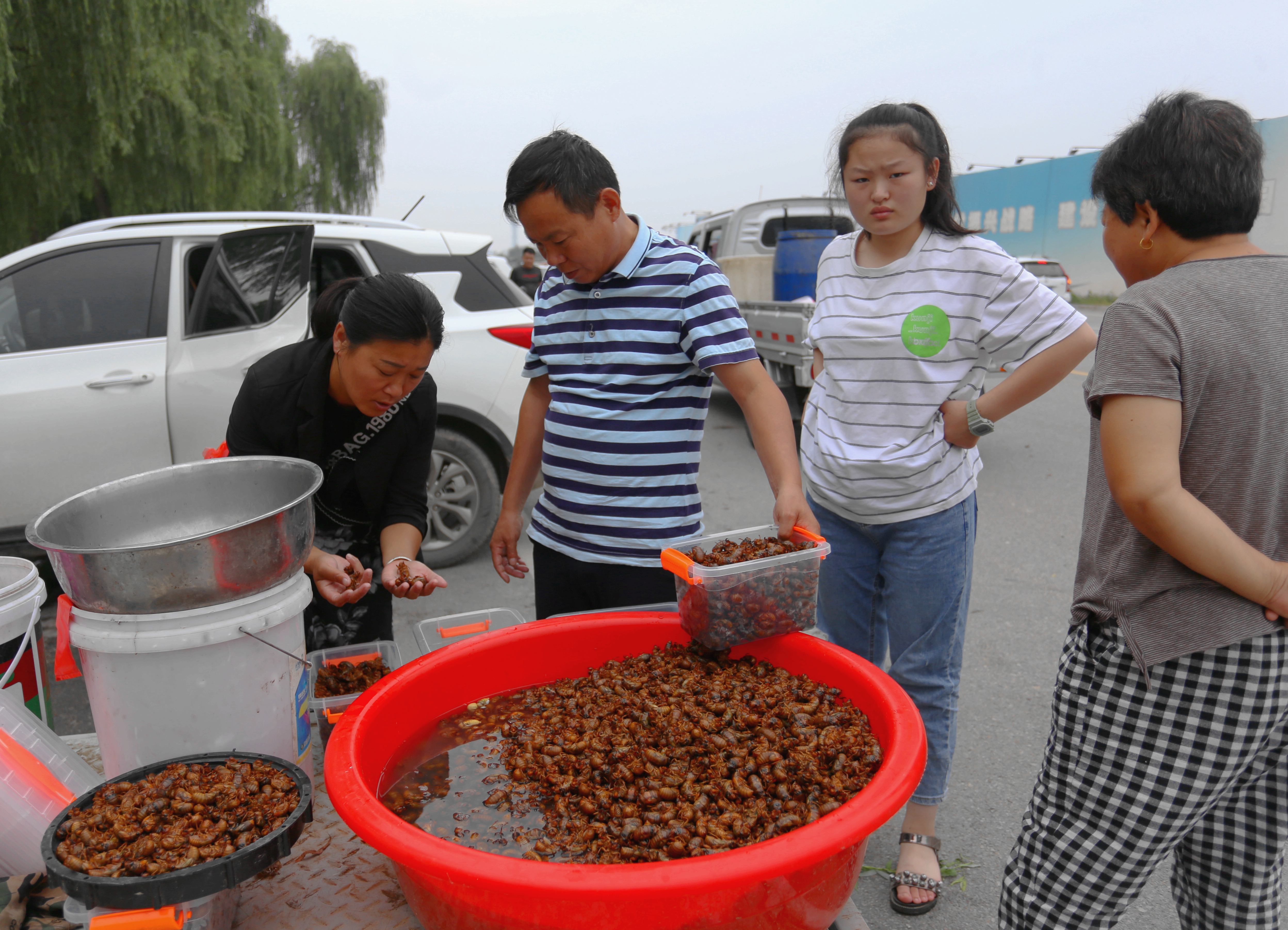 宁陵|6毛5一个，宁陵金蝉走俏市场