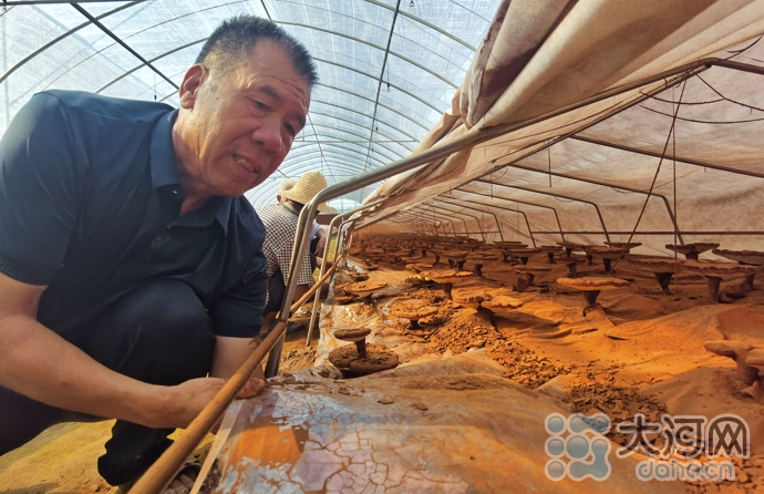 网讯 (记者蔡长伟通讯员马路刘智良马进伟)"这灵芝孢子粉能提高免疫力