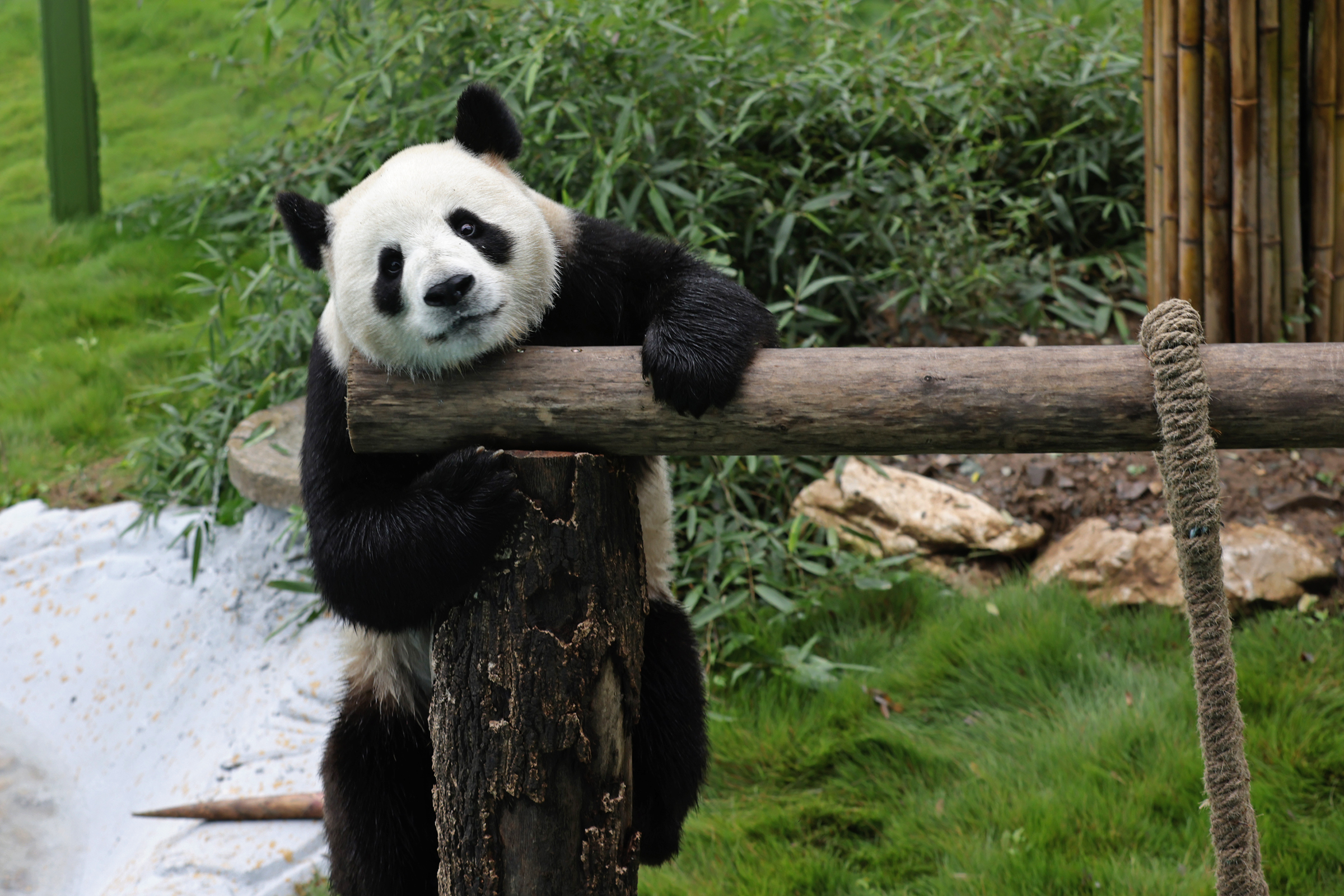 大熊猫|大熊猫驾到，兄弟俩今天首次在栾川与游客见面