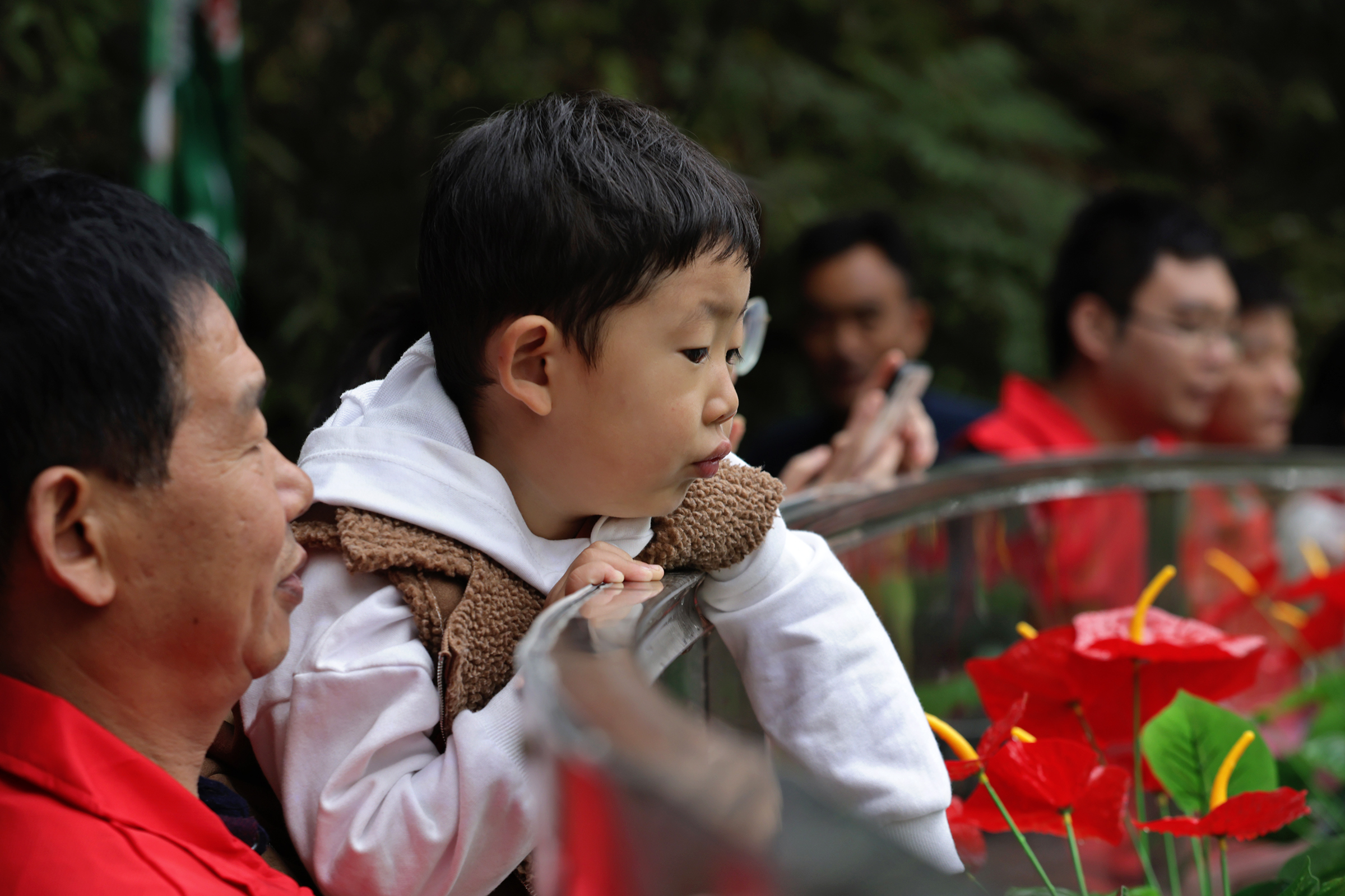 大熊猫|大熊猫驾到，兄弟俩今天首次在栾川与游客见面