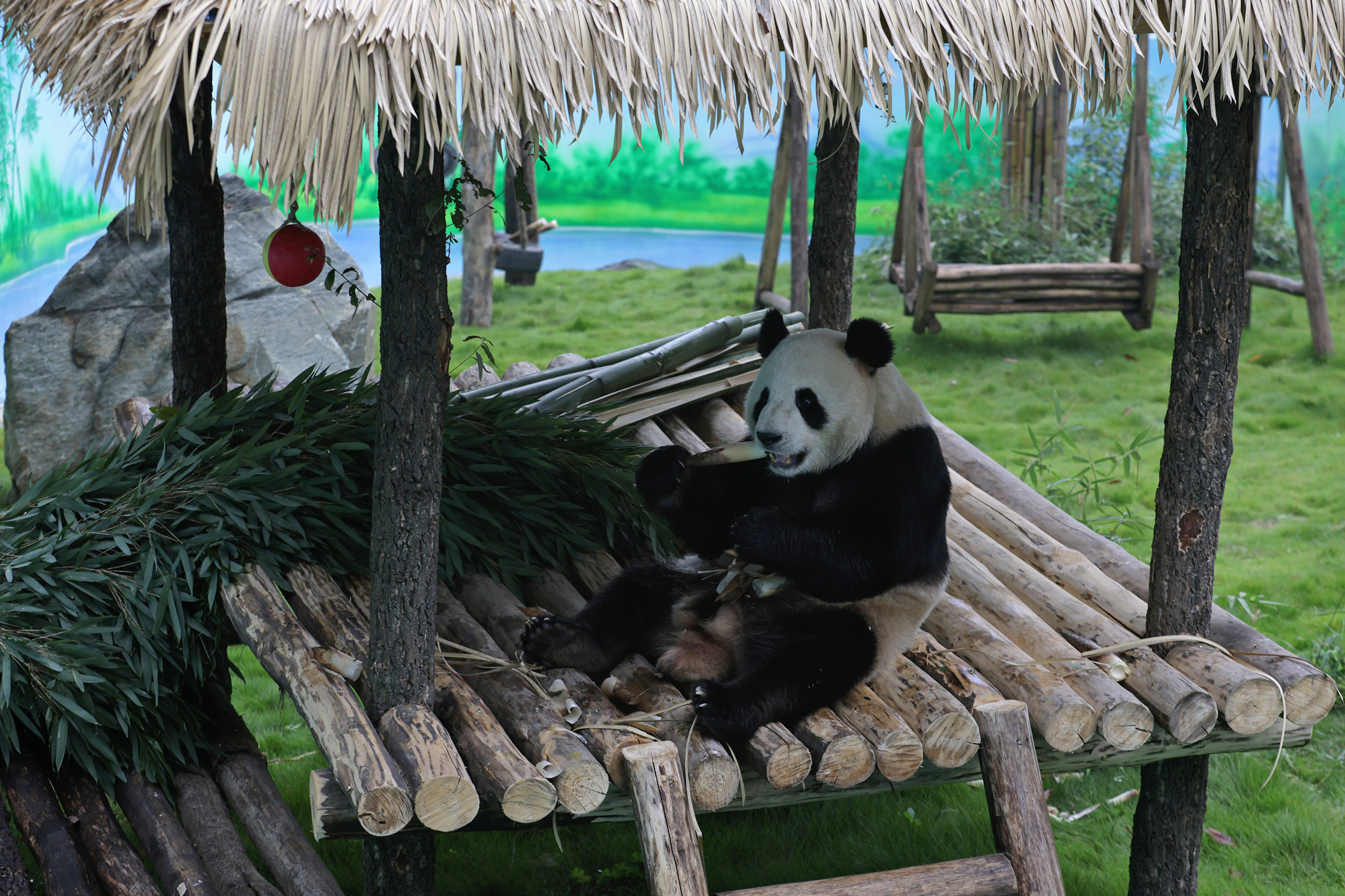 大熊猫|大熊猫驾到，兄弟俩今天首次在栾川与游客见面