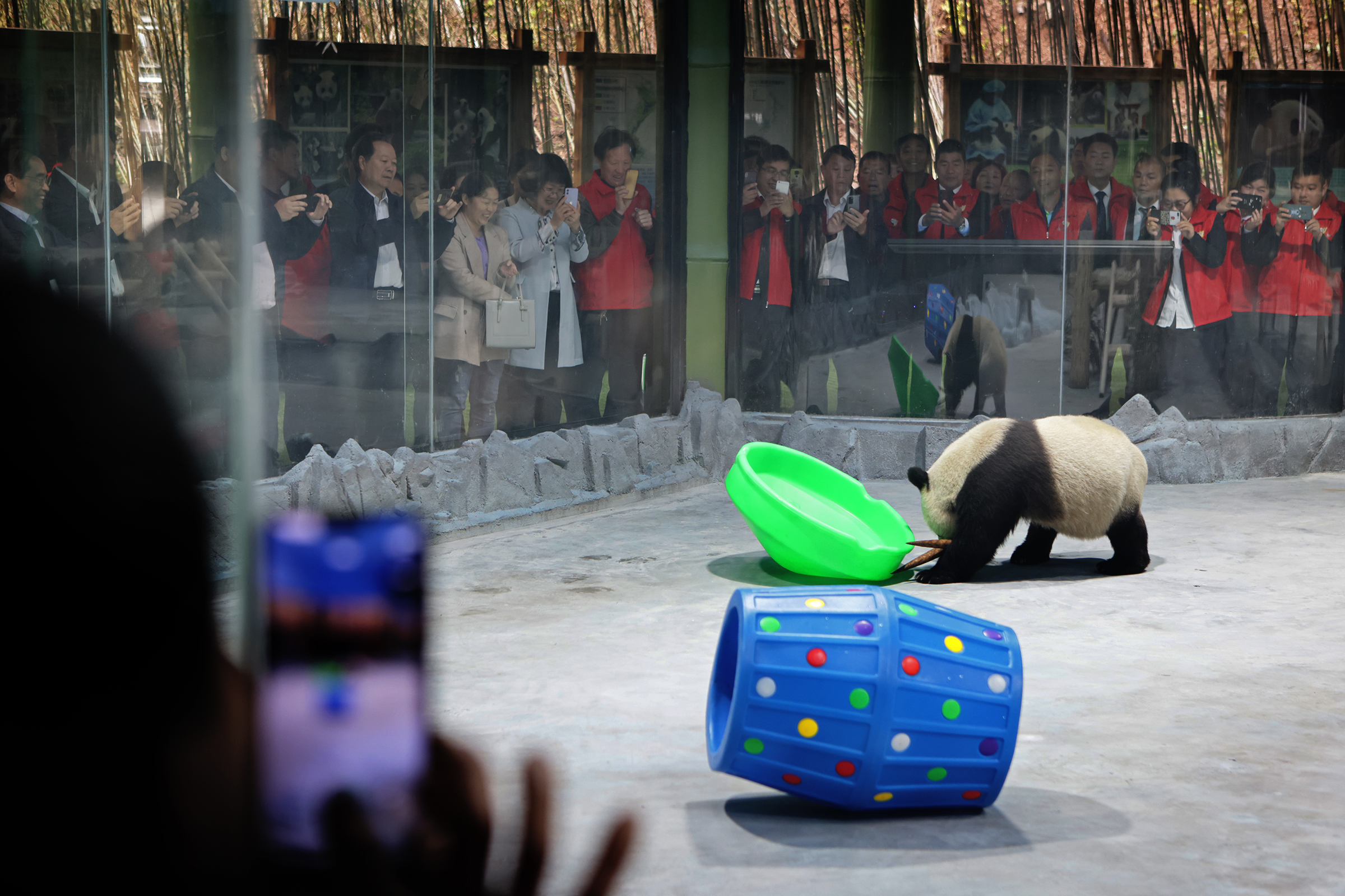 大熊猫|大熊猫驾到，兄弟俩今天首次在栾川与游客见面
