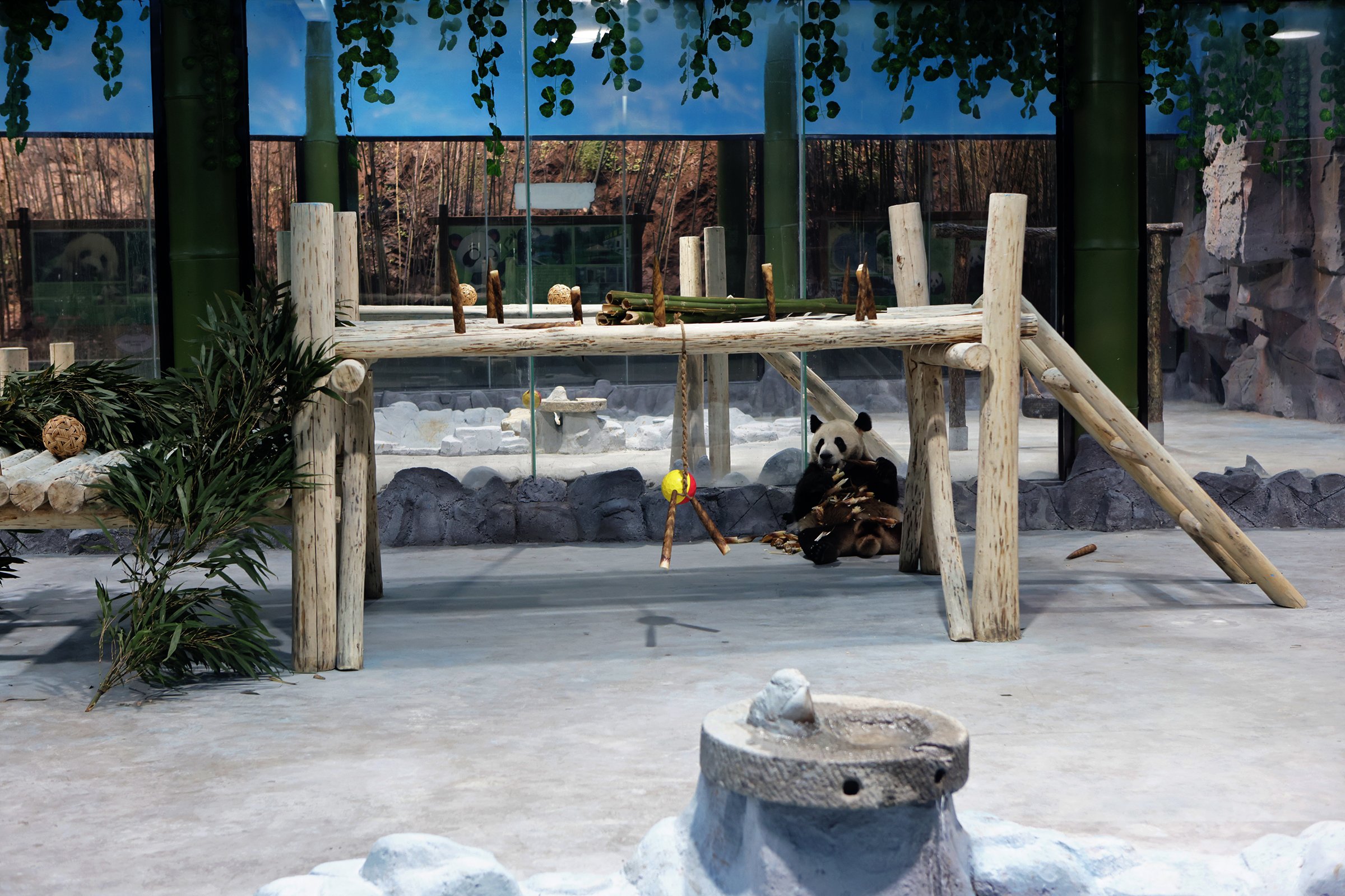 大熊猫|大熊猫驾到，兄弟俩今天首次在栾川与游客见面