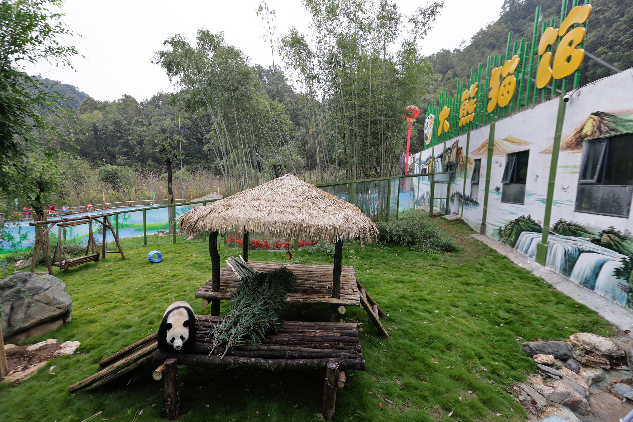 大熊猫|大熊猫驾到，兄弟俩今天首次在栾川与游客见面