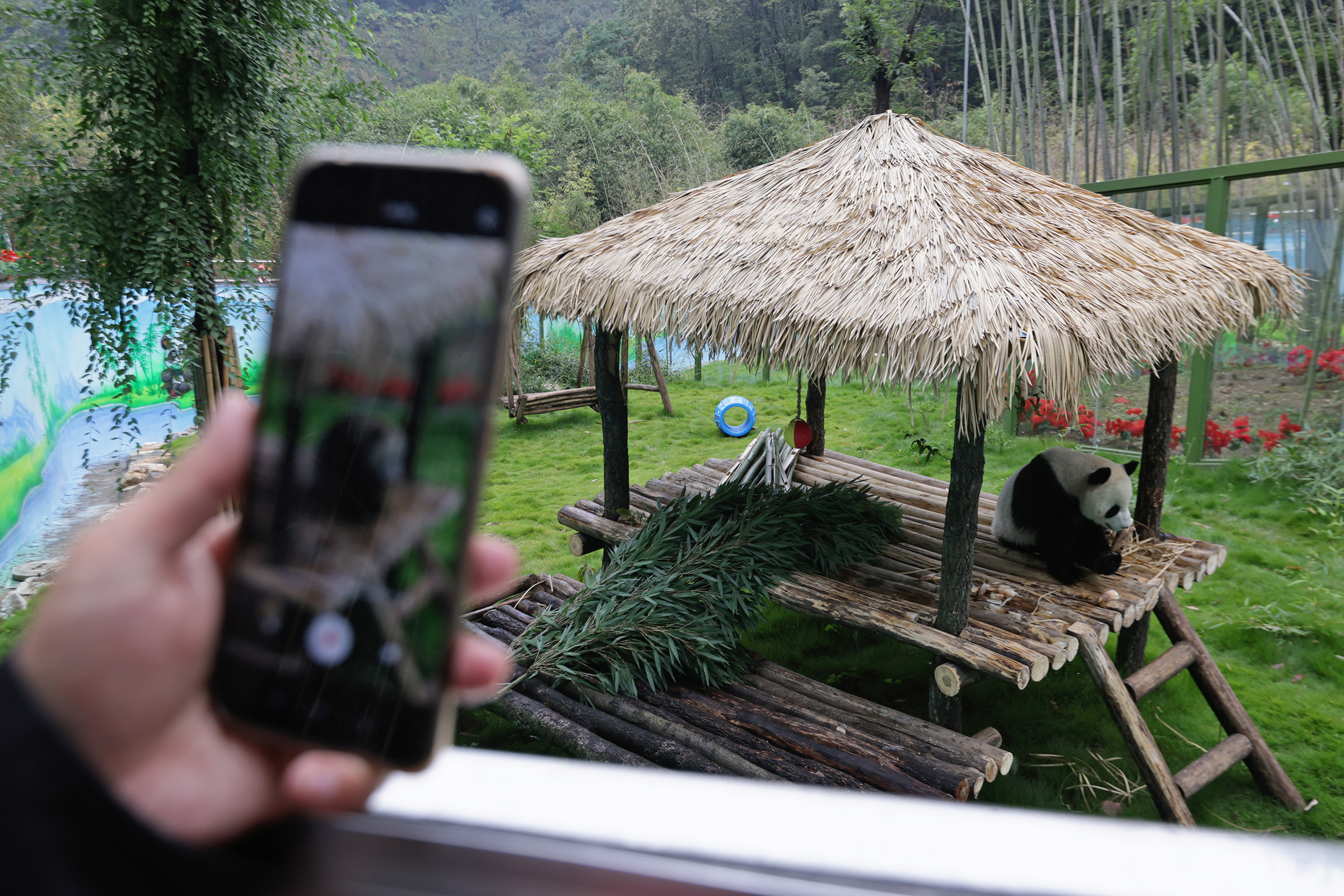 大熊猫|大熊猫驾到，兄弟俩今天首次在栾川与游客见面