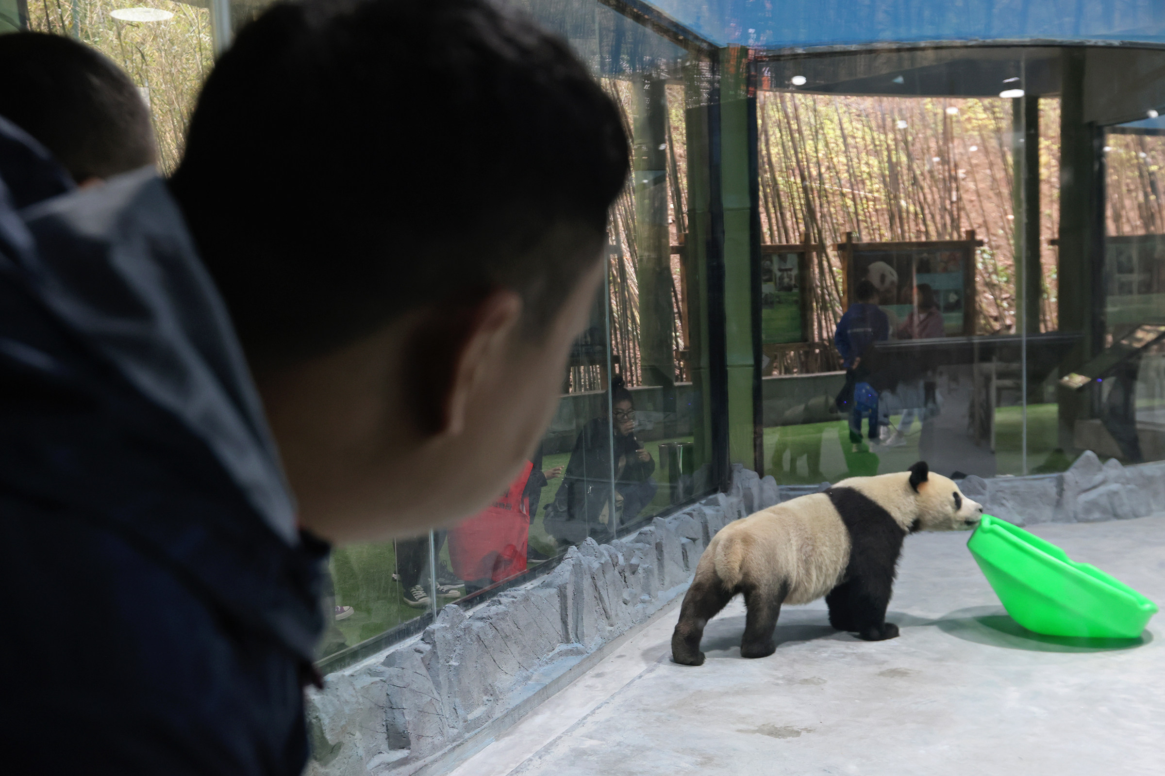 大熊猫|大熊猫驾到，兄弟俩今天首次在栾川与游客见面