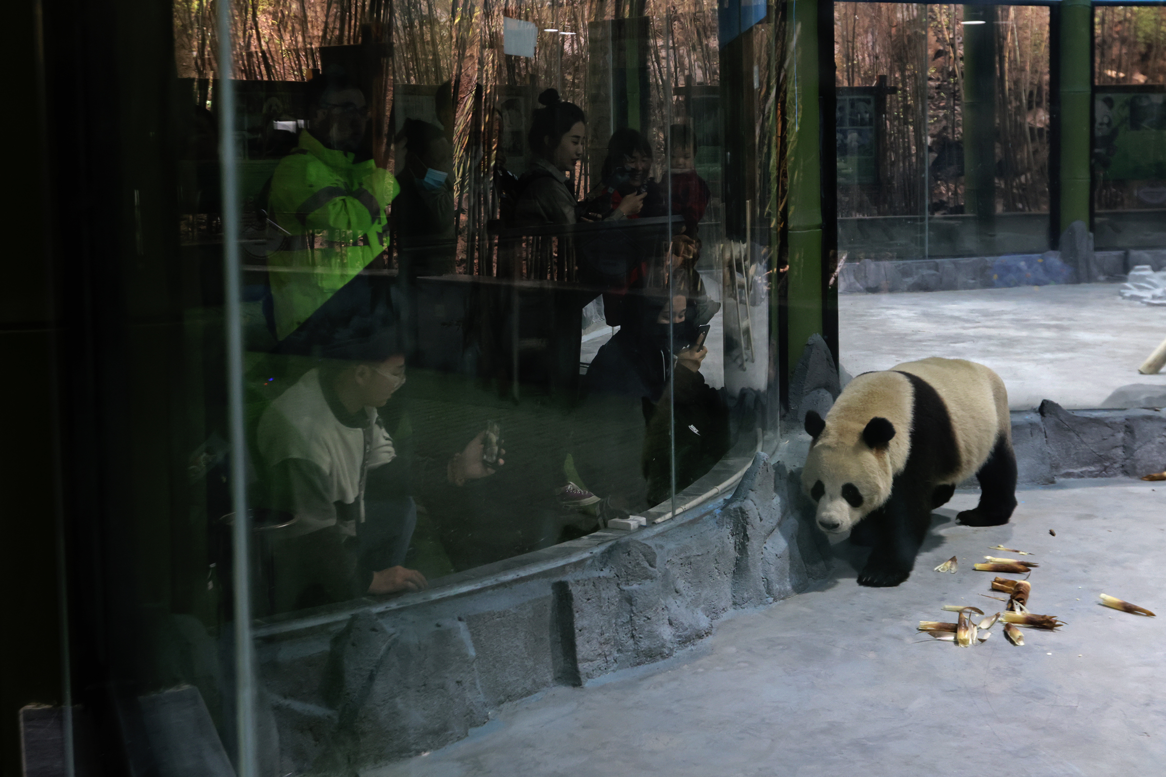 大熊猫|大熊猫驾到，兄弟俩今天首次在栾川与游客见面
