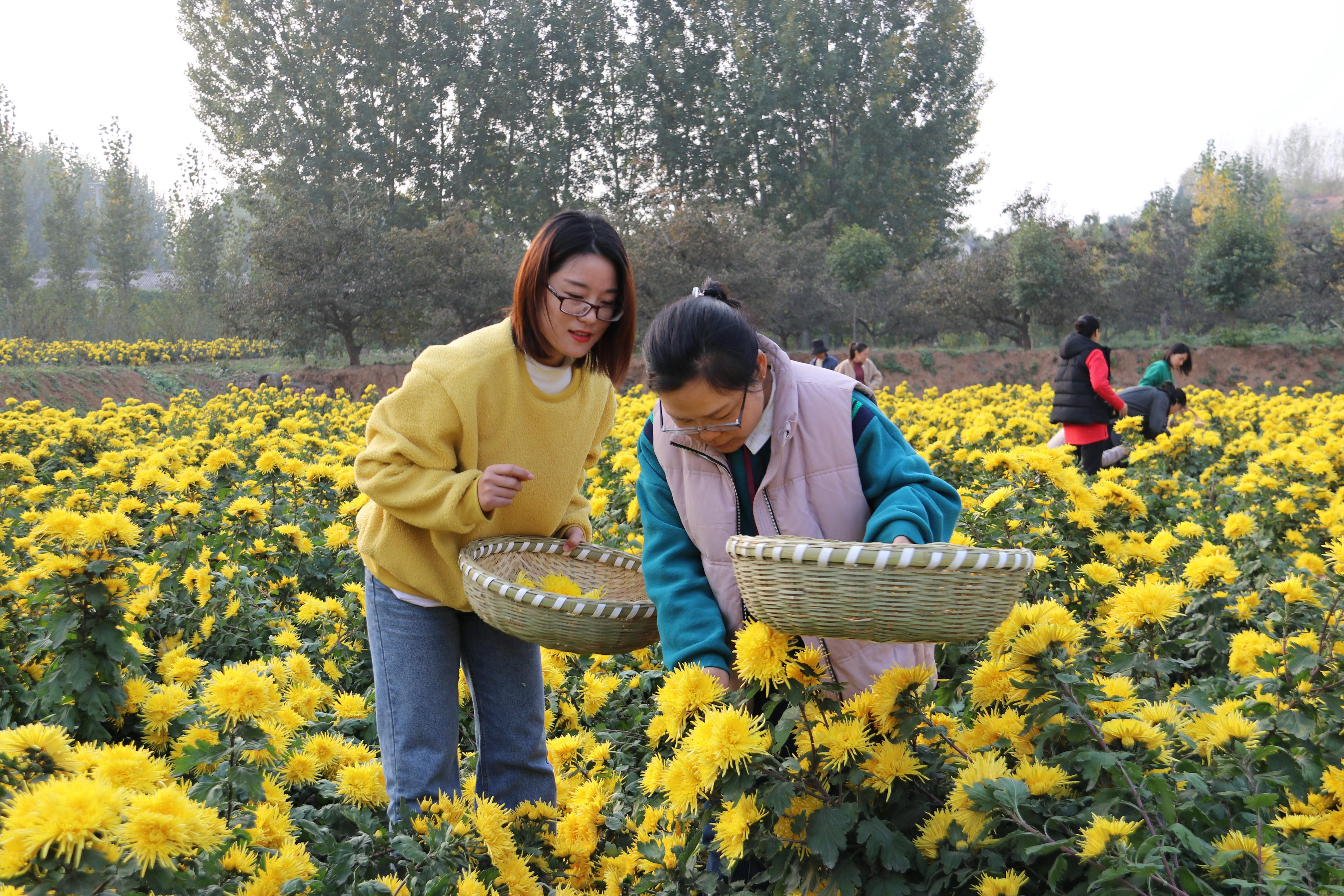 |一亩能卖10万元！济源80后美女创业引种金丝皇菊成功