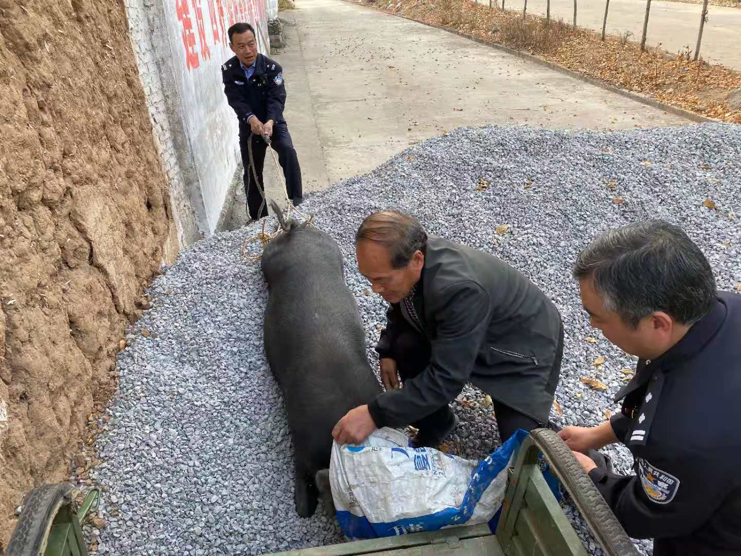 |村民饲养肥猪“离家出走”，济源民警当天快速找回！