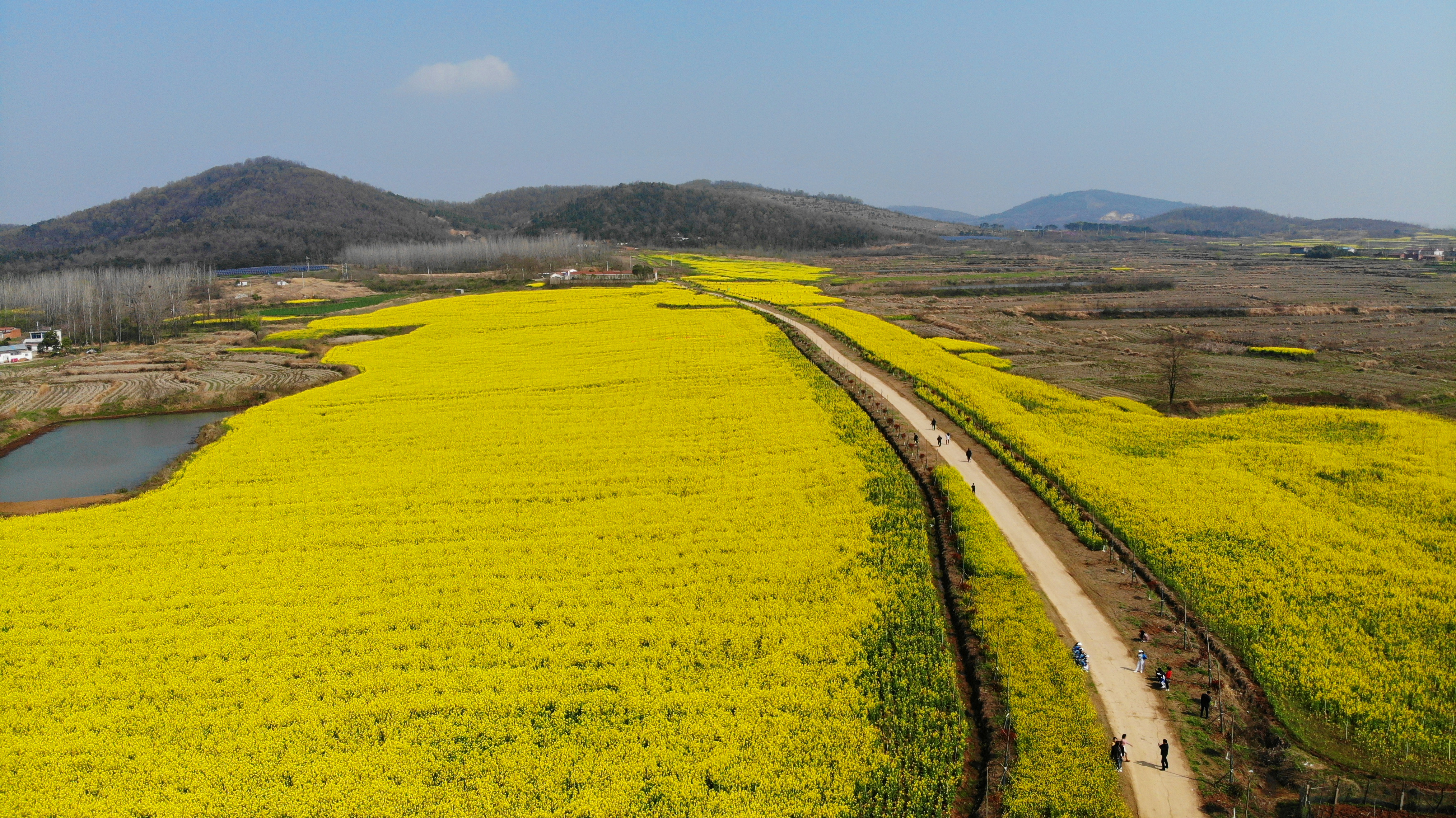 油菜花海等你来！光山县第四届仙居油菜花文化节开幕