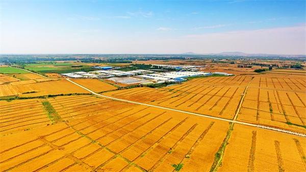 中原农险：护航夏粮丰收增产 助力三农稳健发展