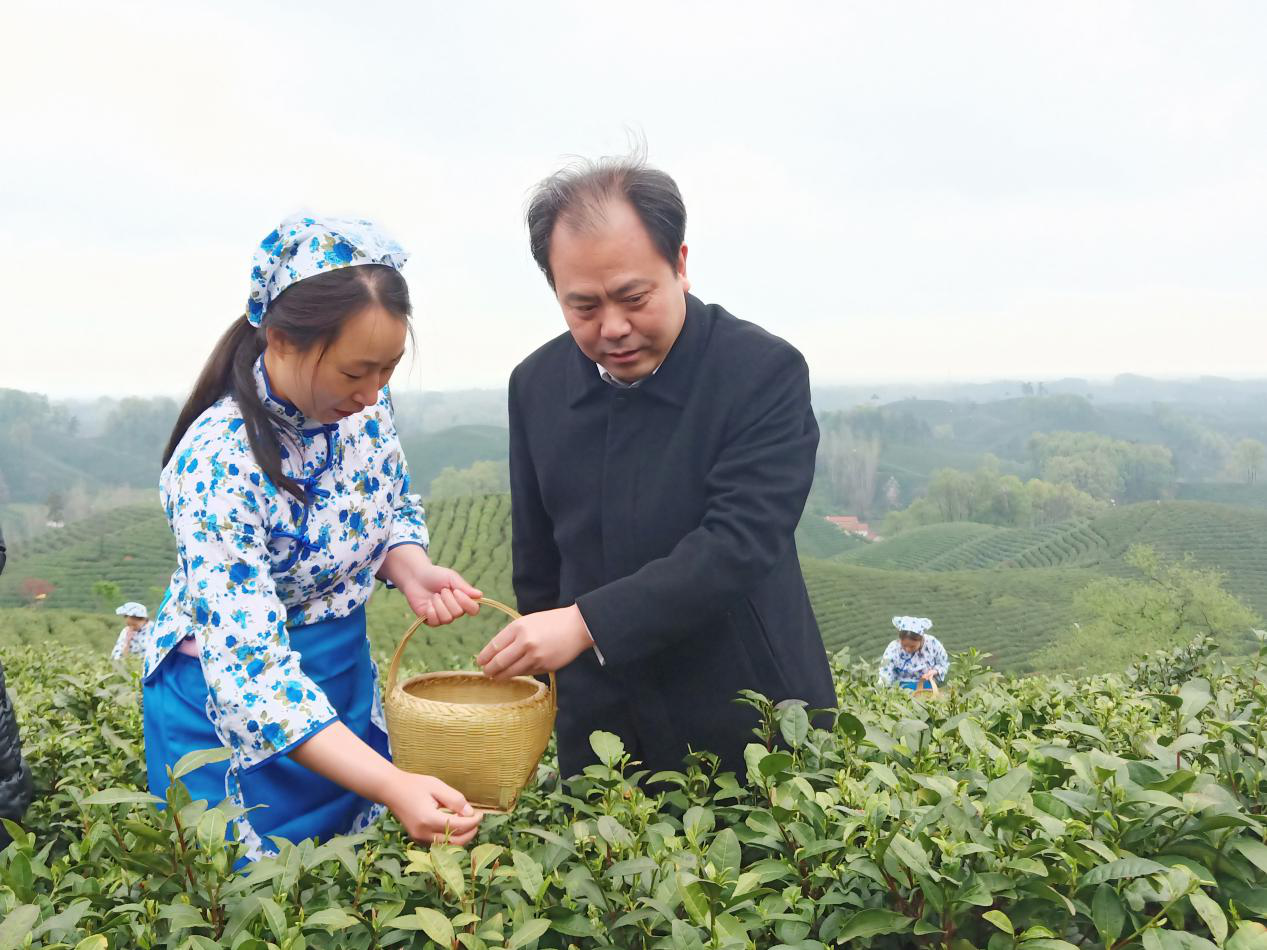 好山好水出好茶2020中國信陽毛尖開採儀式暨第九屆文新春茶節開幕