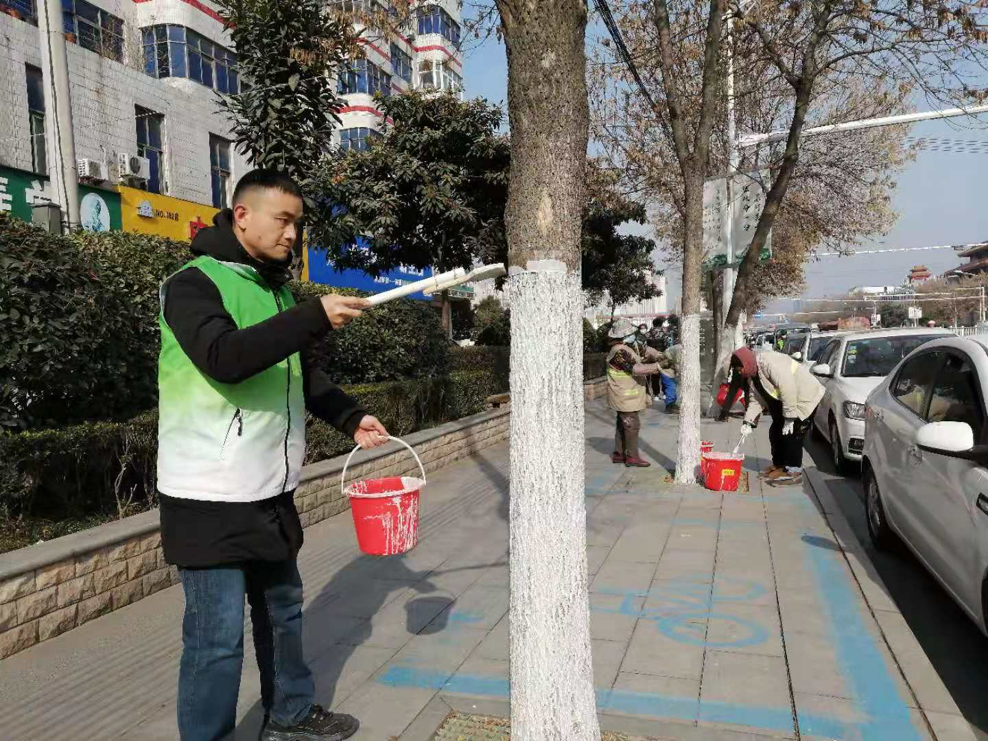 防寒防虫好过冬 漯河市区大树也穿上了 秋裤 中原各地 精彩中原网