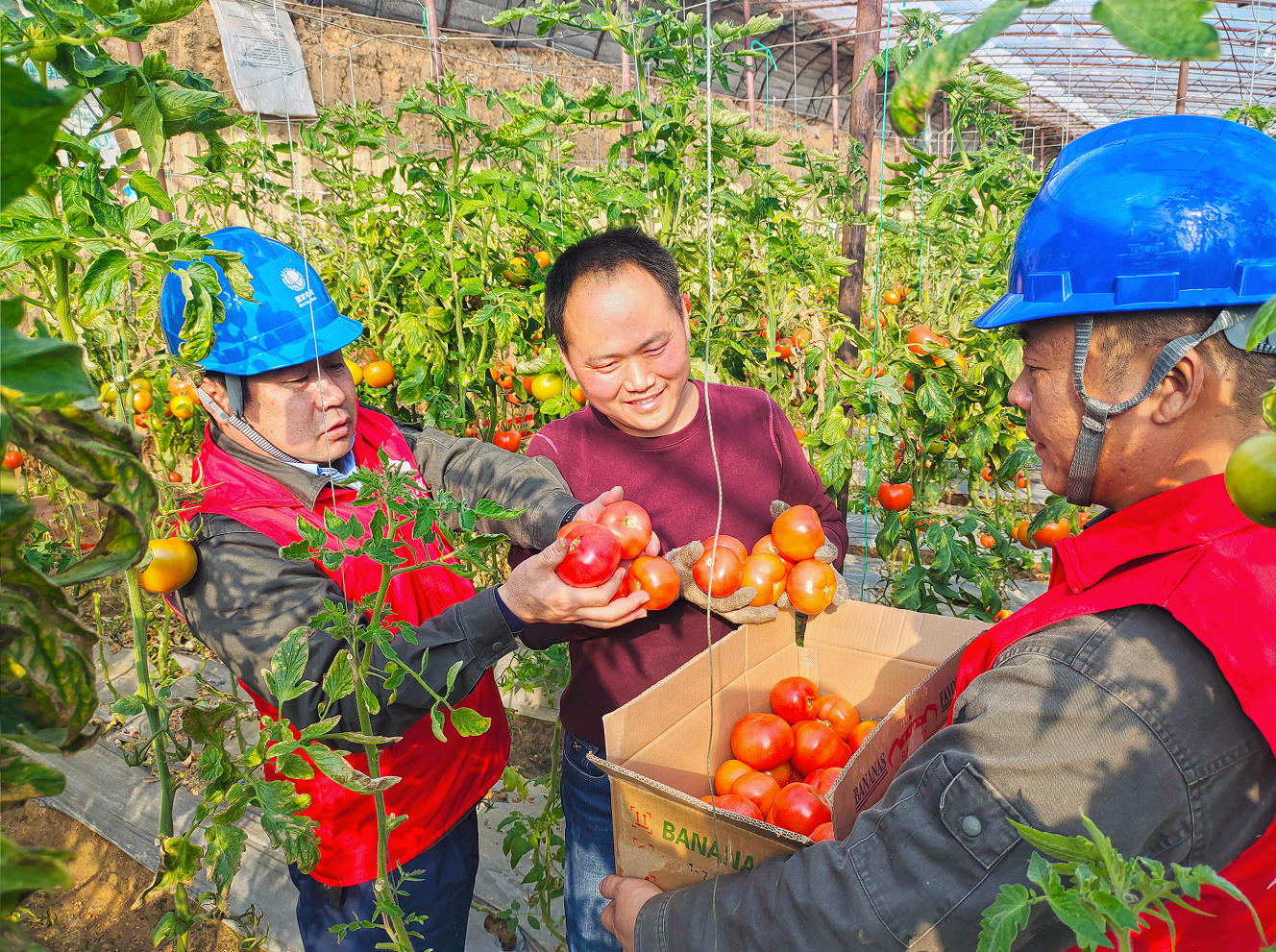 国网河南电力焦裕禄共产党员服务队服务农村产业发展。宋鹏飞 摄