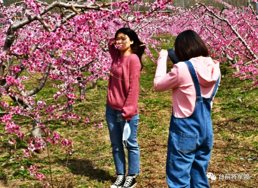 『黄河』帅气！河南这位镇党委书记代言桃花 豫东北角黄河文化游成了网红打卡地