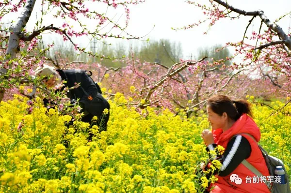『黄河』帅气！河南这位镇党委书记代言桃花 豫东北角黄河文化游成了网红打卡地