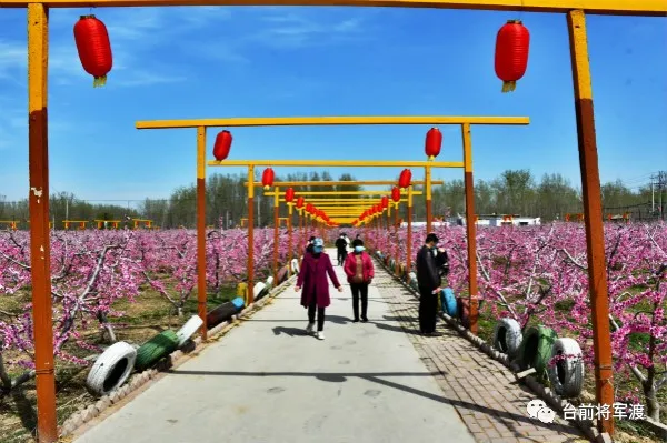 『黄河』帅气！河南这位镇党委书记代言桃花 豫东北角黄河文化游成了网红打卡地