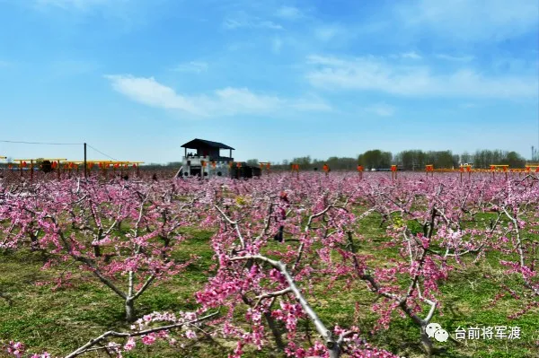 『黄河』帅气！河南这位镇党委书记代言桃花 豫东北角黄河文化游成了网红打卡地