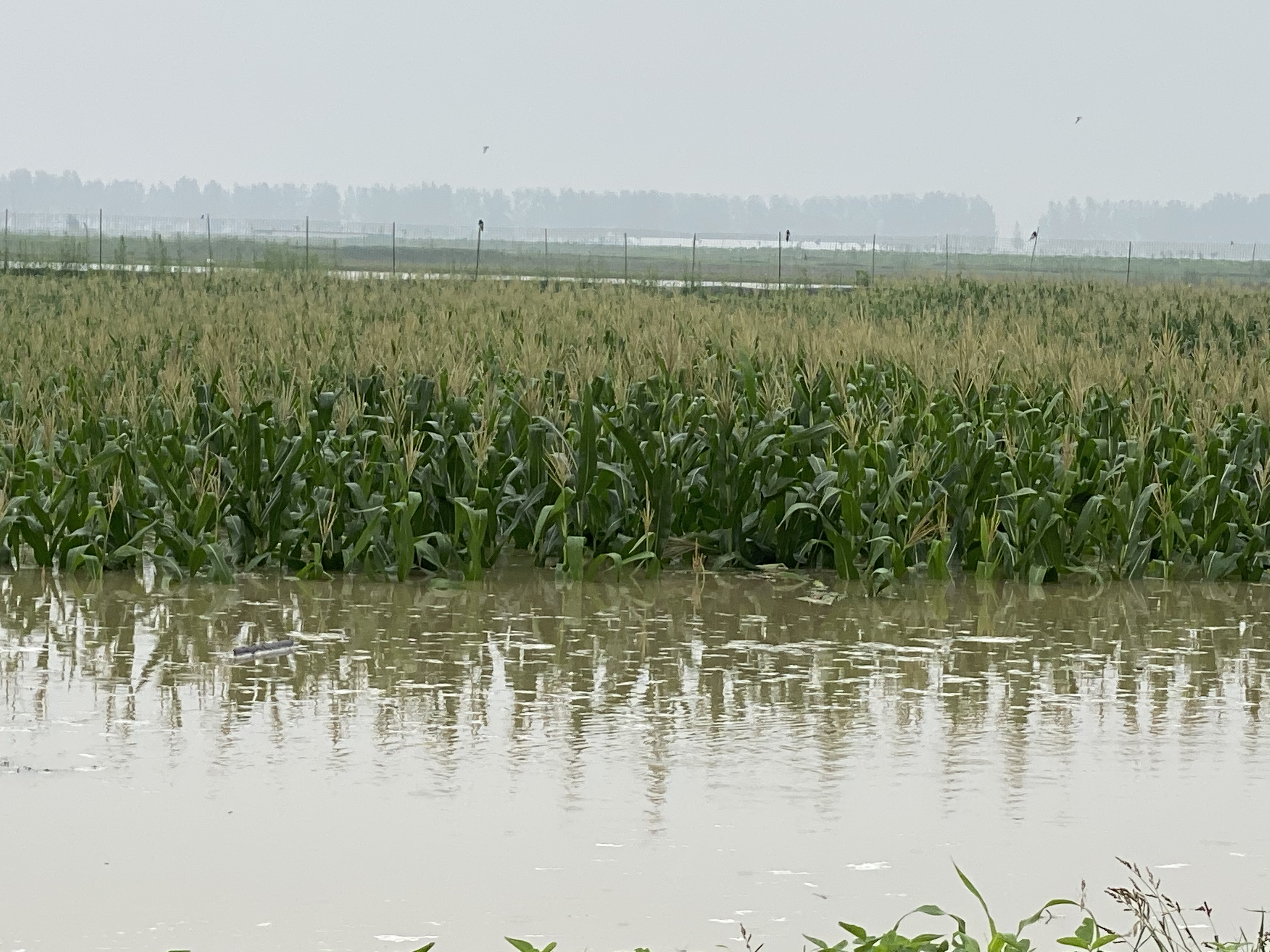 农村|淮河蓄洪区：农田早上“绿油油”，下午“水汪汪”