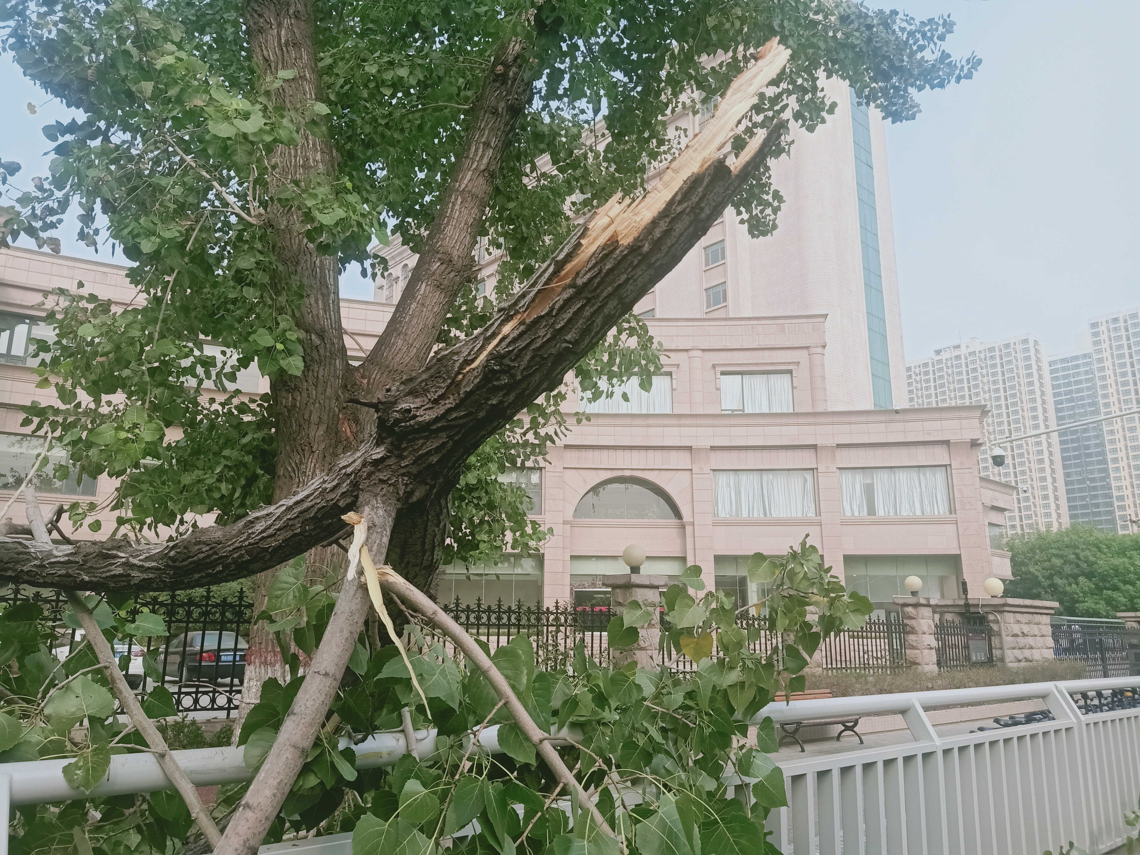|10米高空突然掉下大树枝!幸亏树下没人