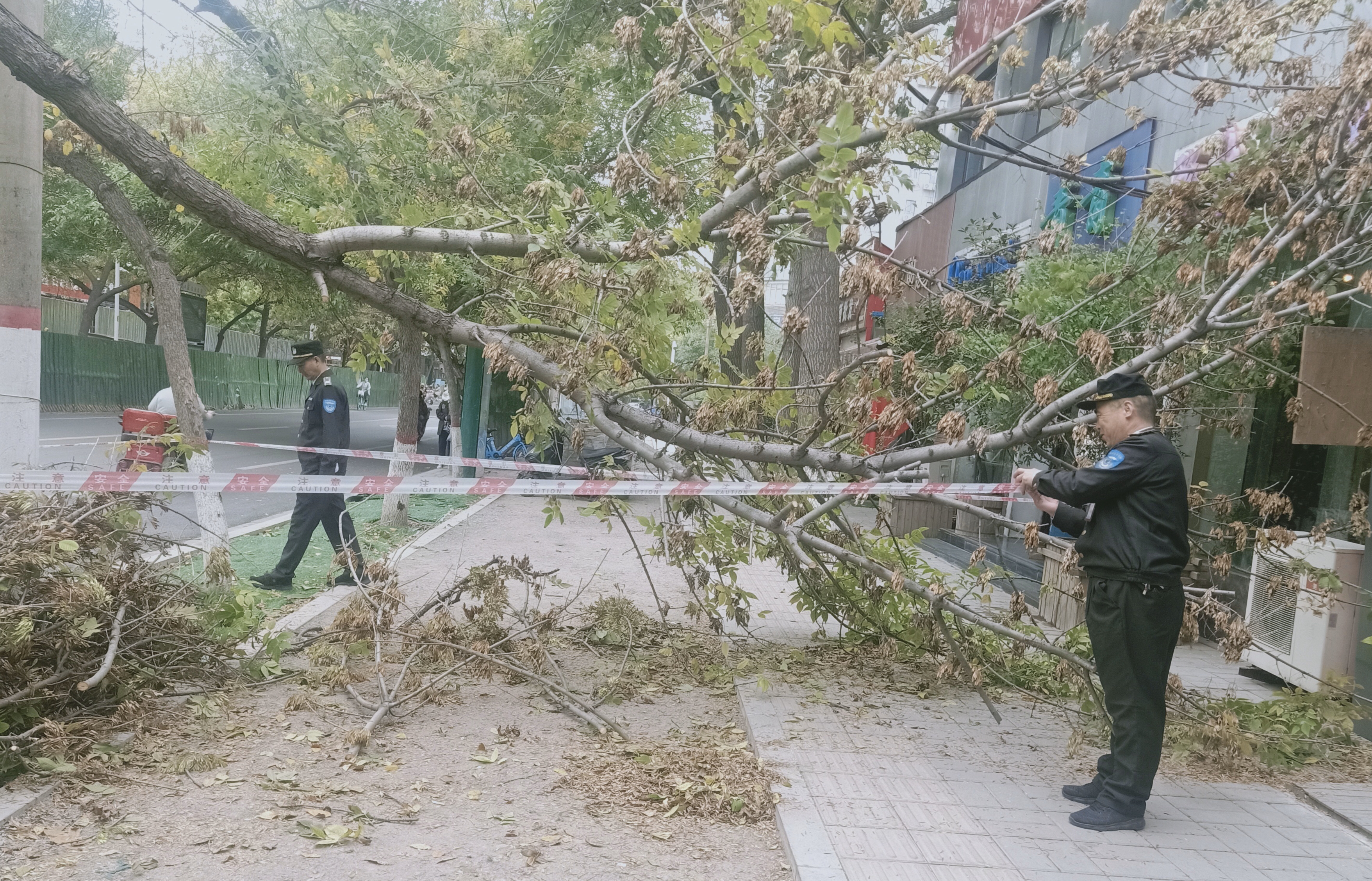 |大风中，一根直径近30厘米的枯枝被刮断变成“拦路虎”