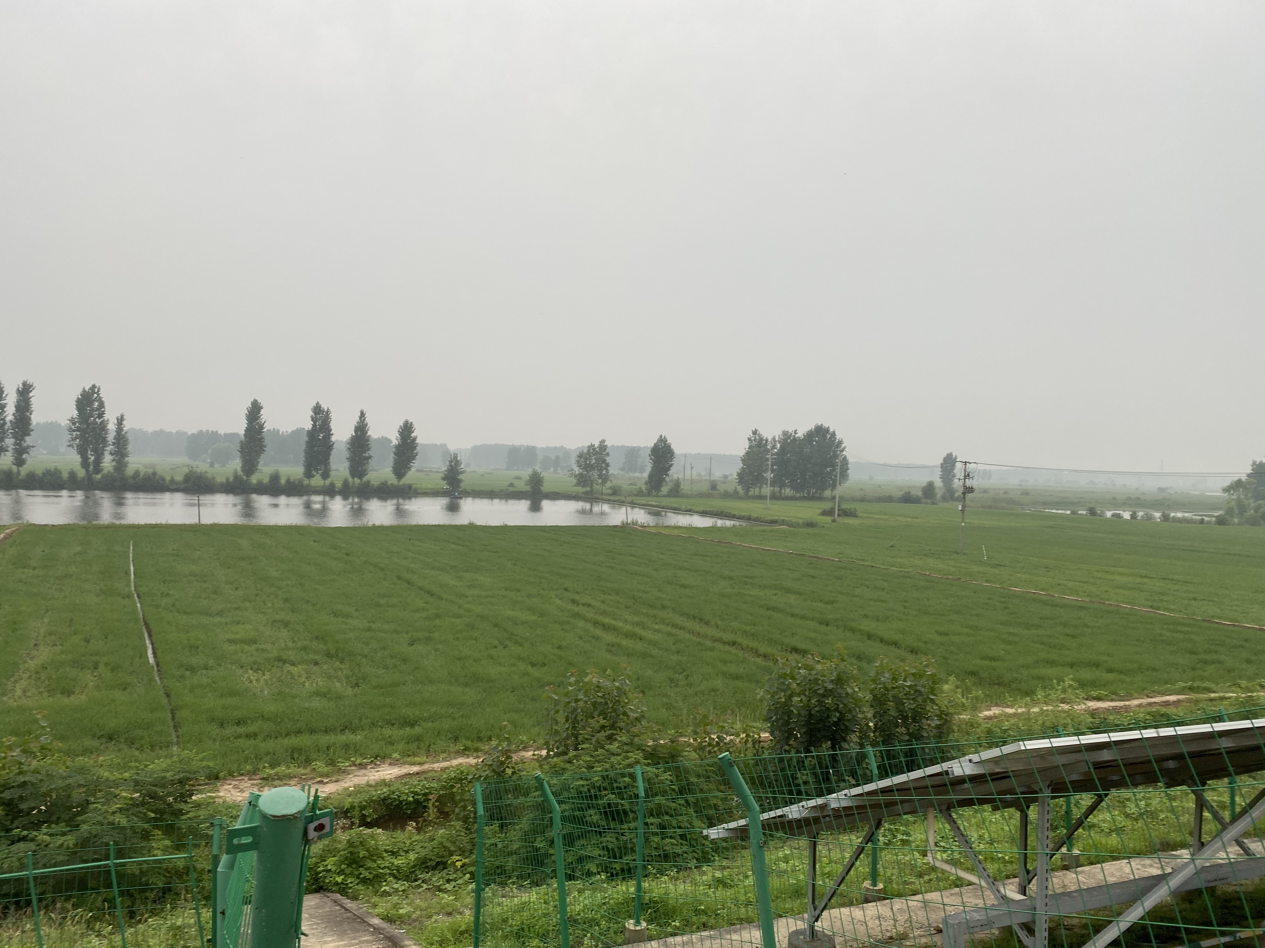 农村|淮河蓄洪区：农田早上“绿油油”，下午“水汪汪”