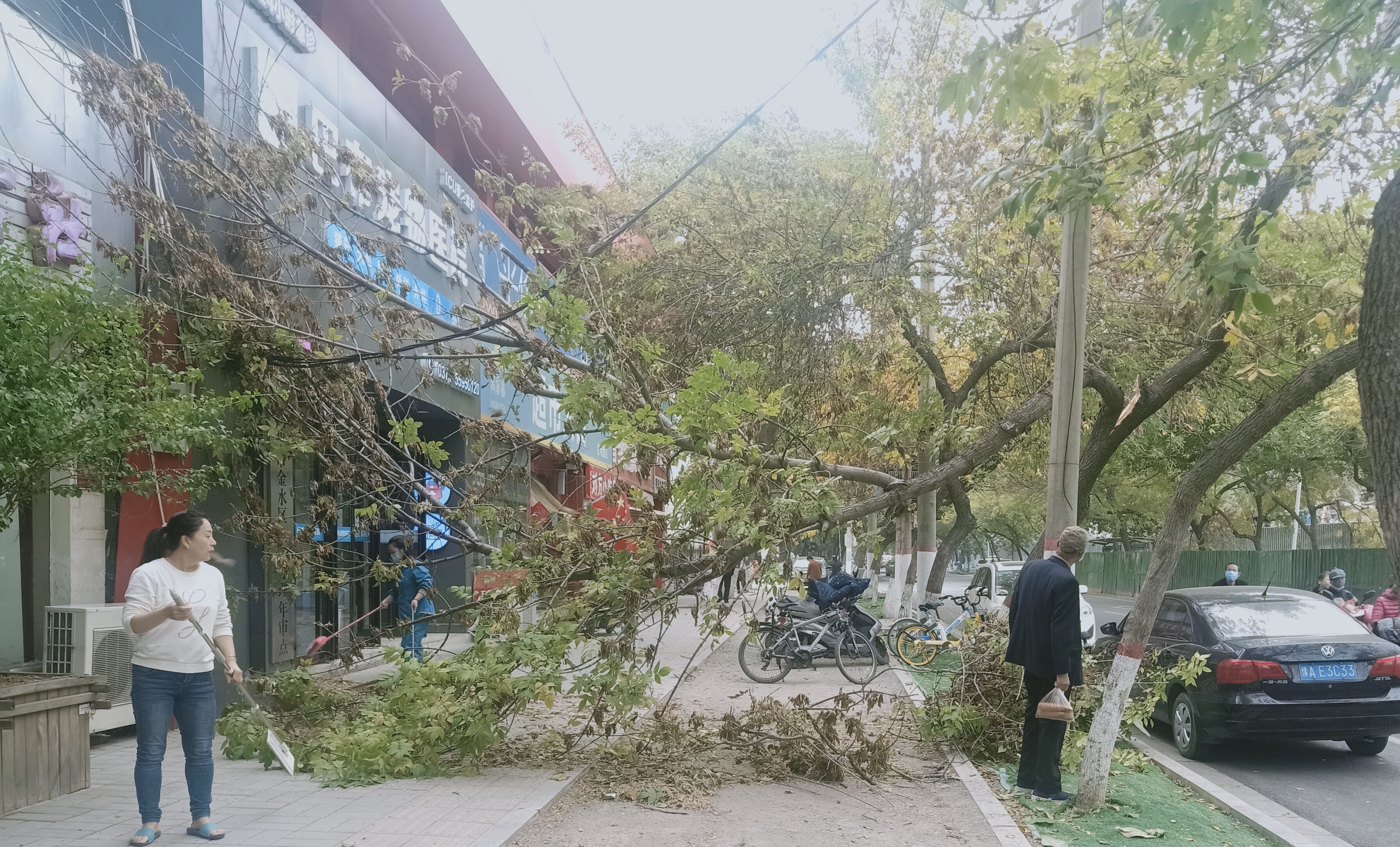 |大风中，一根直径近30厘米的枯枝被刮断变成“拦路虎”