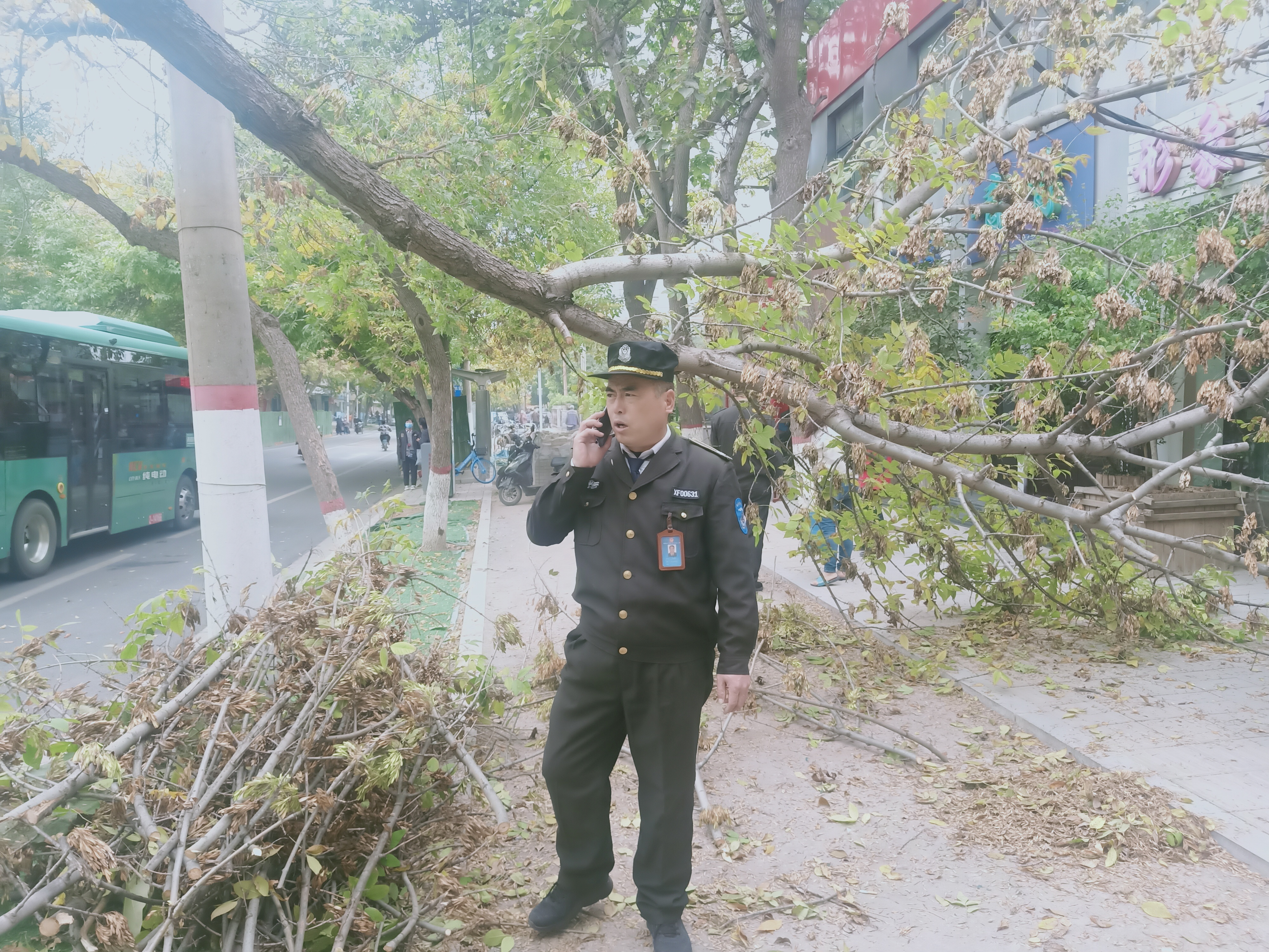 |大风中，一根直径近30厘米的枯枝被刮断变成“拦路虎”