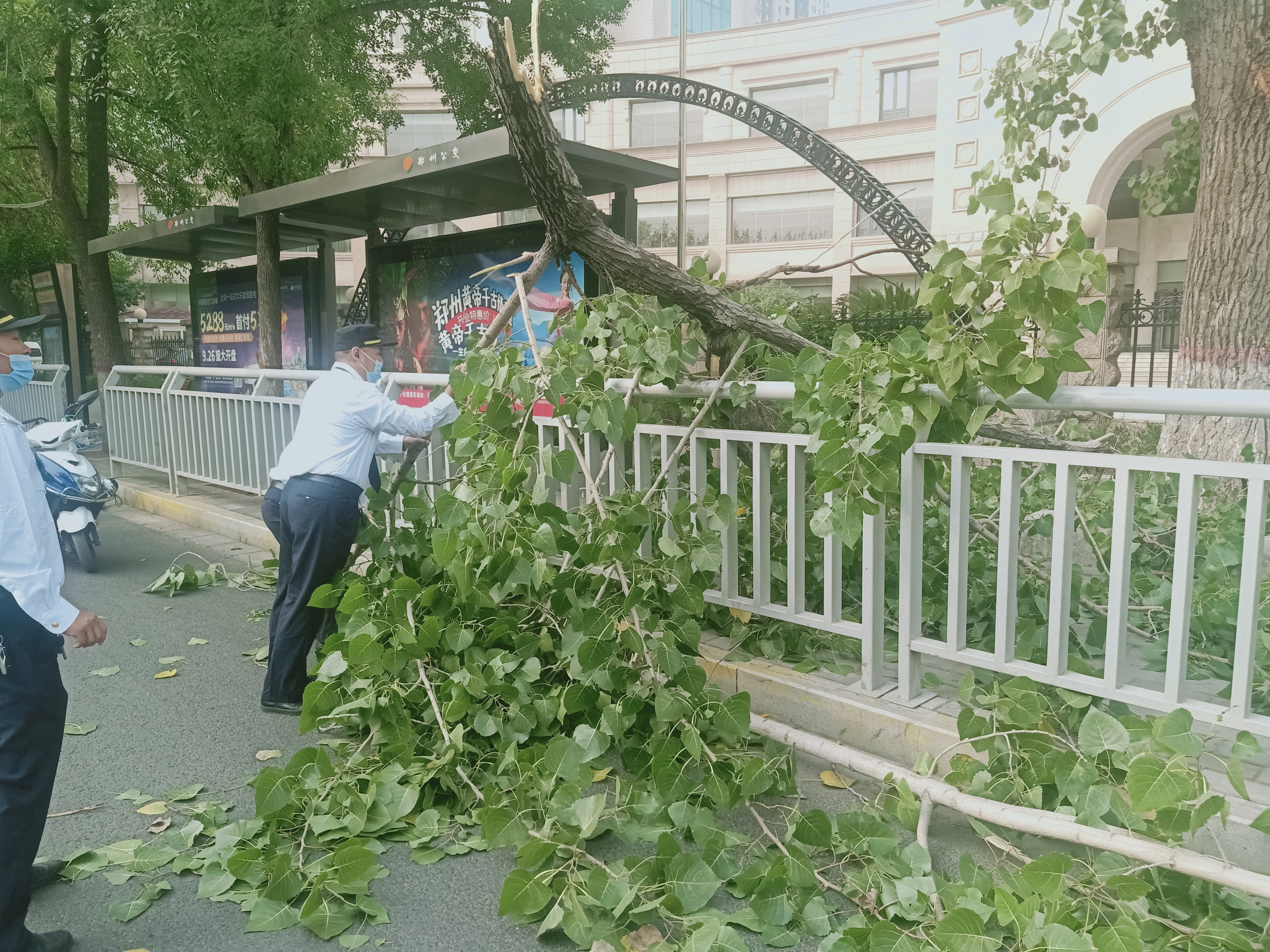|10米高空突然掉下大树枝!幸亏树下没人