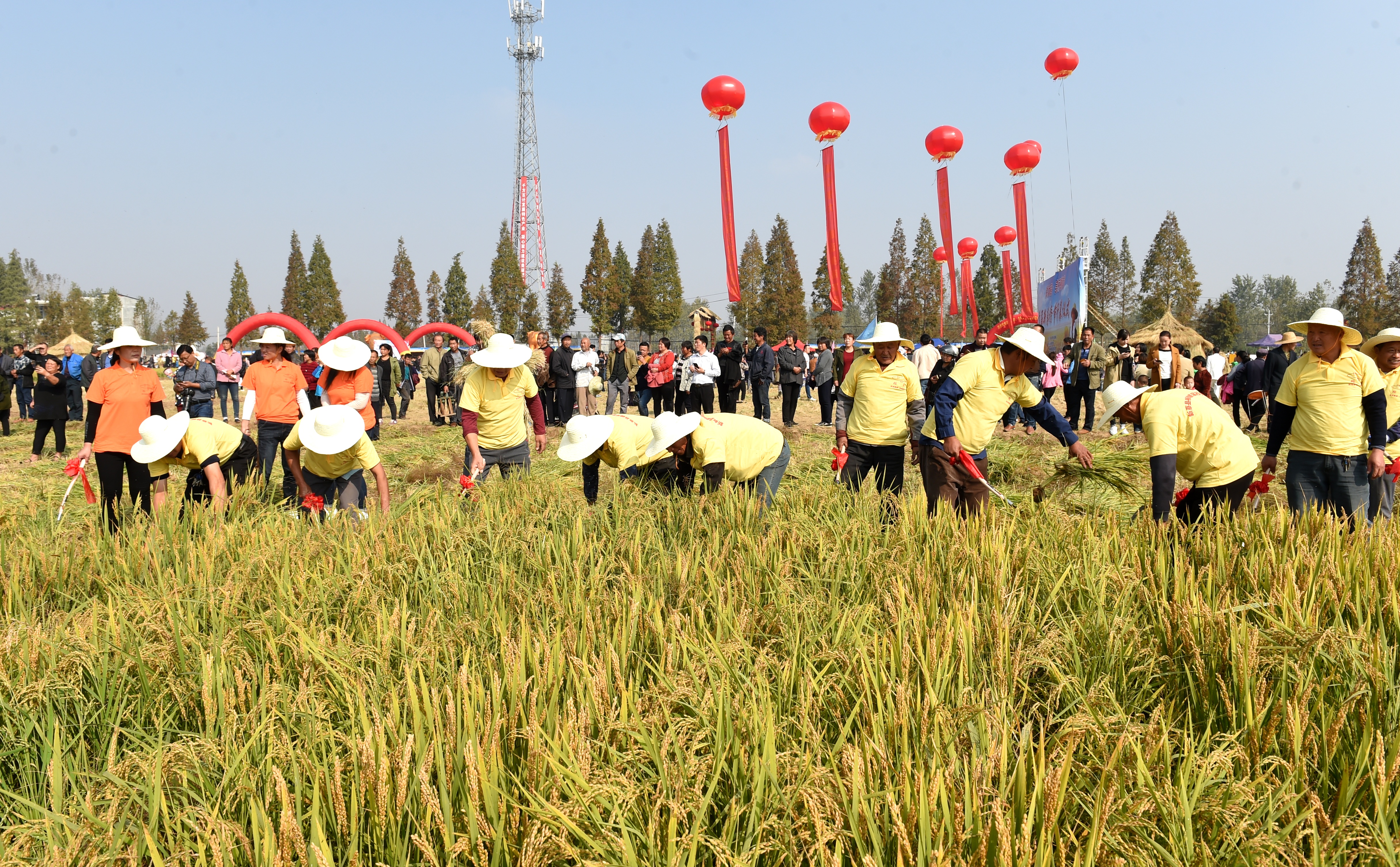 洪汝河畔稻香飘，新蔡盛办首届稻香节