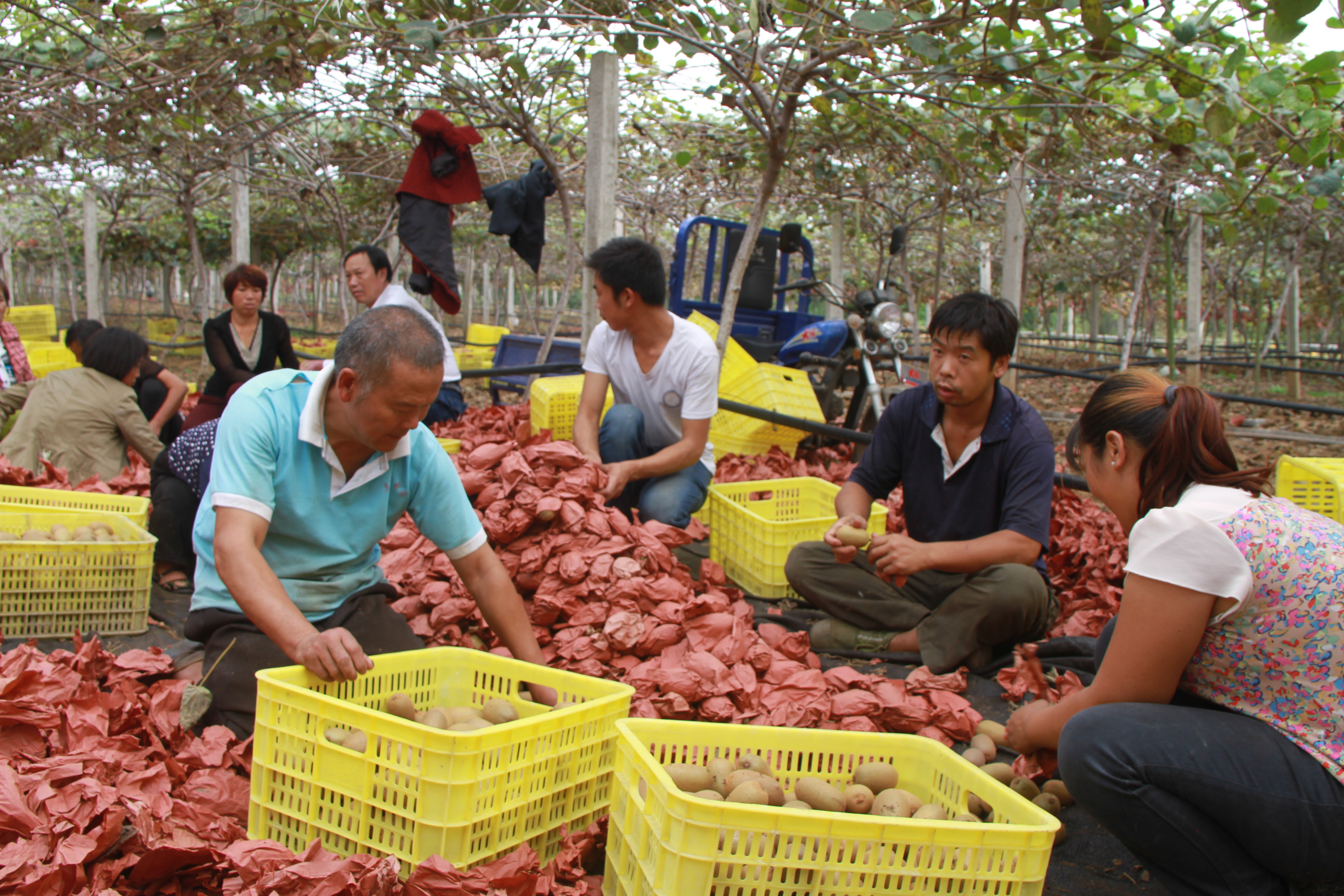 猕猴桃鼓起了果农的腰包