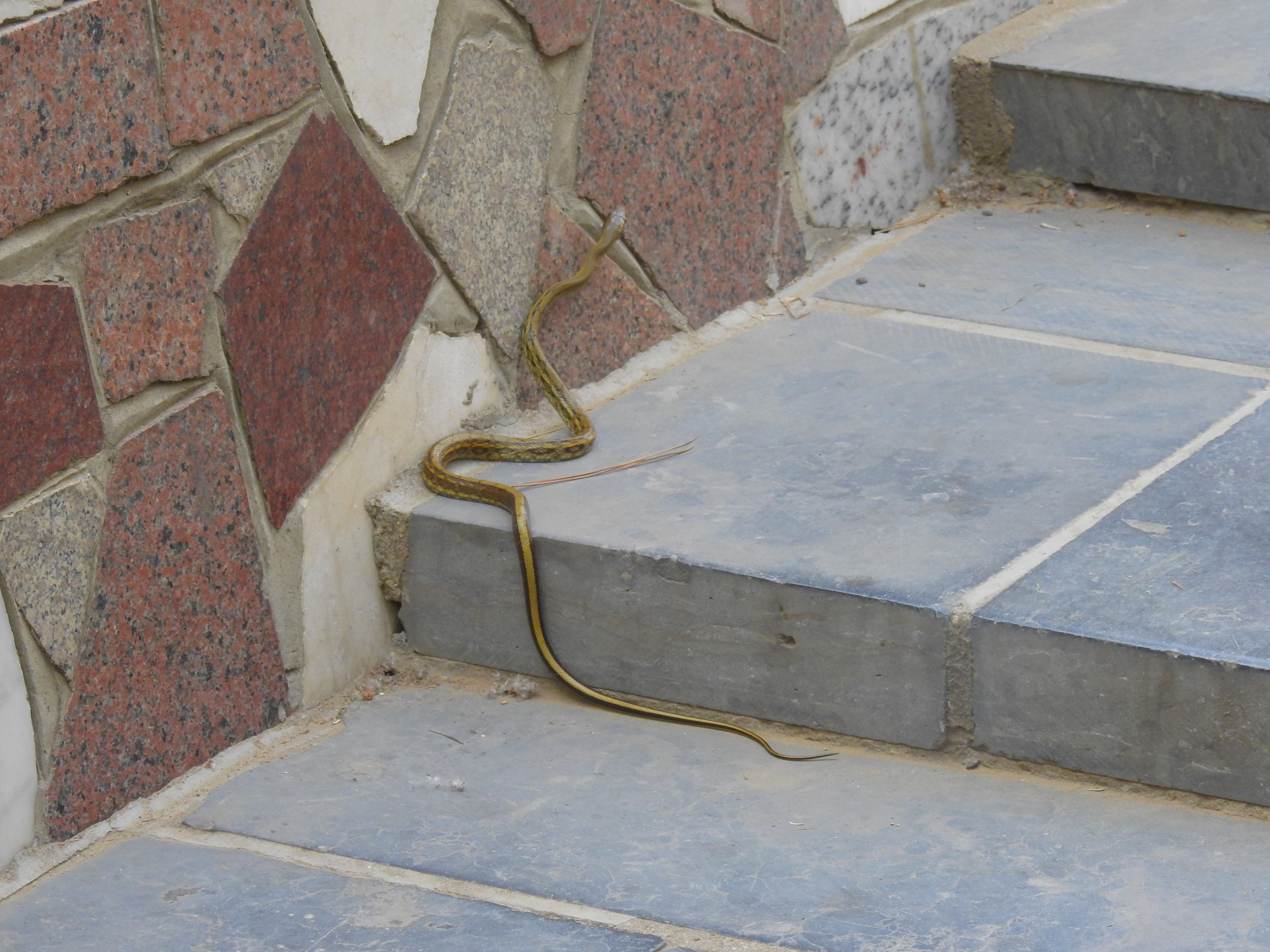 一米长花蛇惊现郑州紫荆山公园 游客尖叫连连